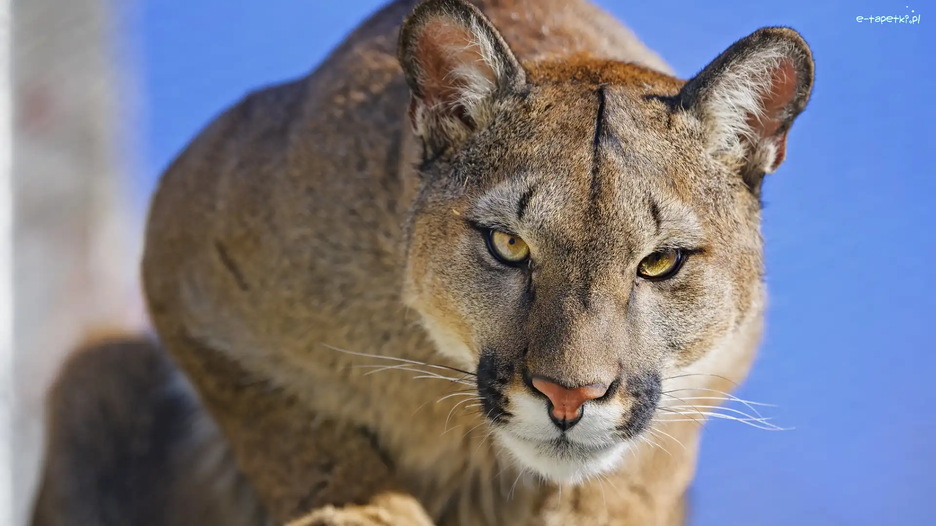 Spojrzenie, Puma, Zapatrzona