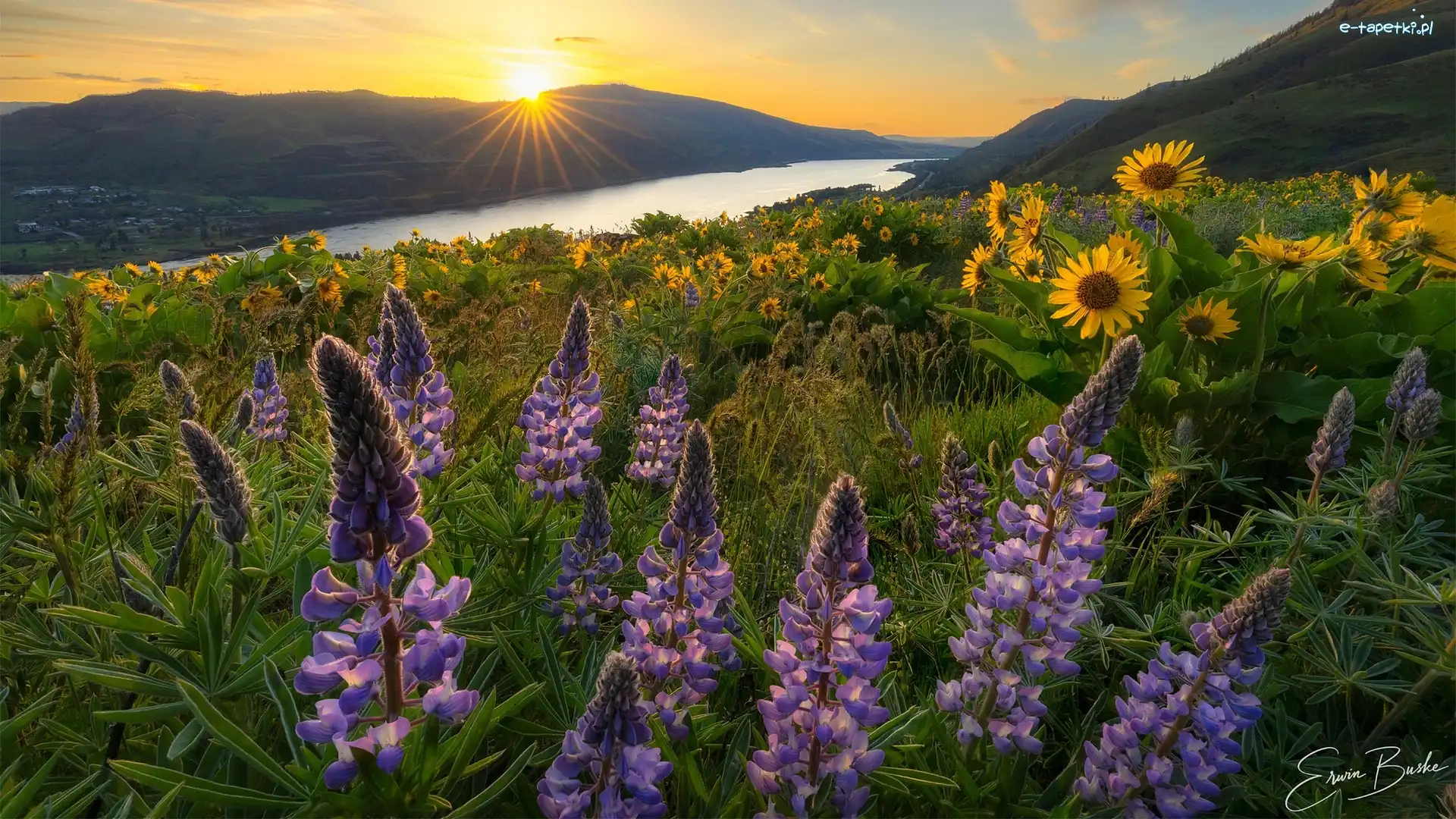Góry, Góry Kaskadowe, Columbia River Gorge, Kwiaty, Balsamorhiza, Stan Waszyngton, Rzeka Kolumbia, Łubin, Łąka, Stany Zjednoczone, Promienie słońca, Rezerwat przyrody