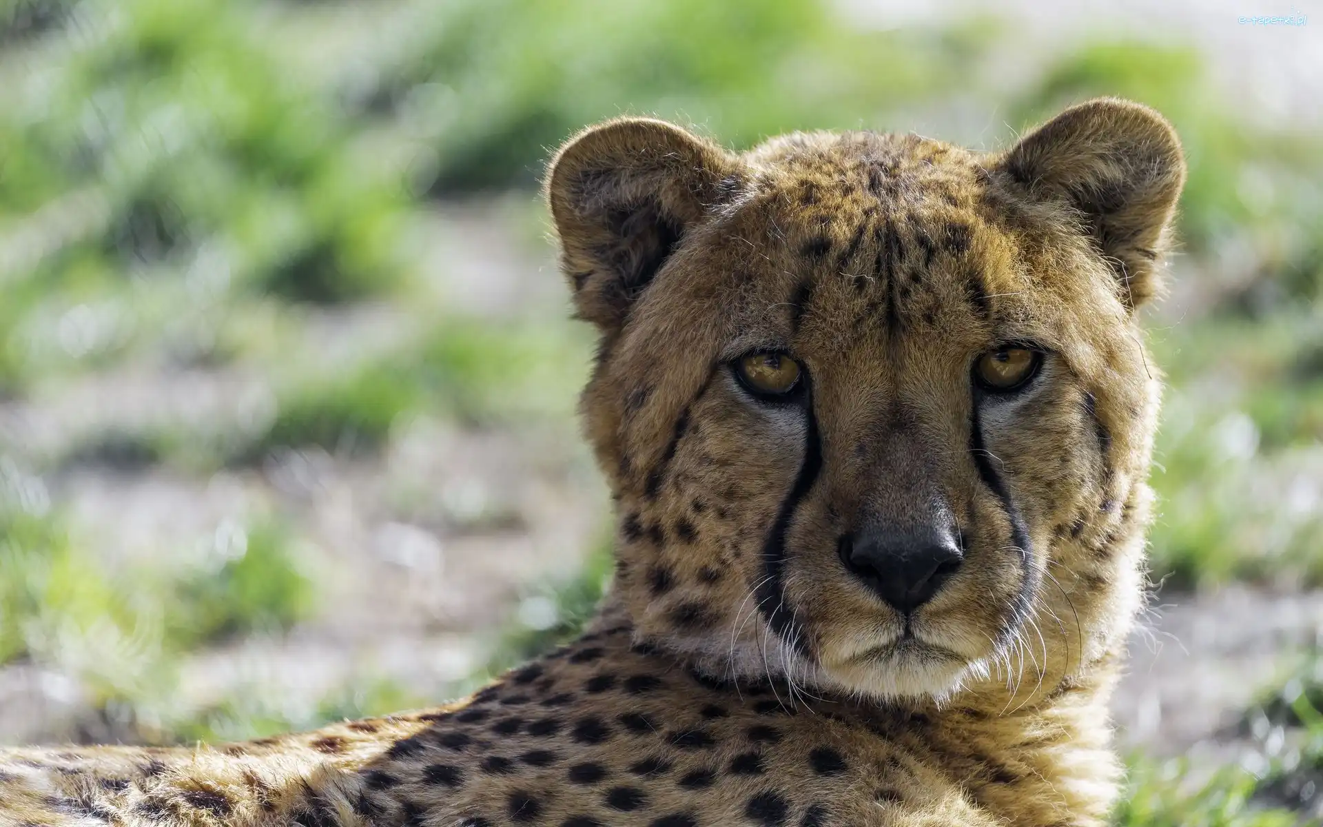 Drapieżnik, Spojrzenie, Gepard