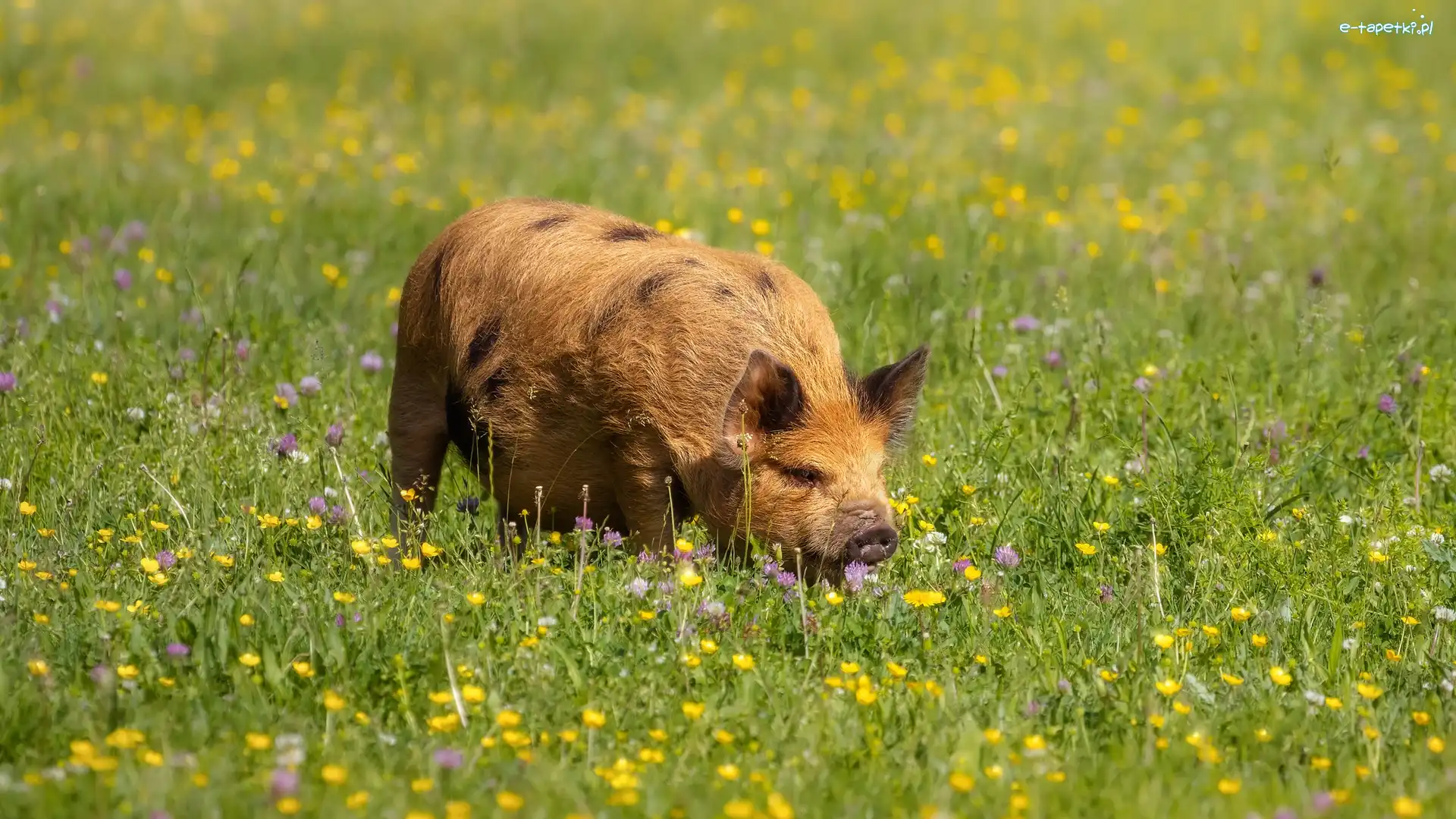 Łąka, Kunekune, Świnia