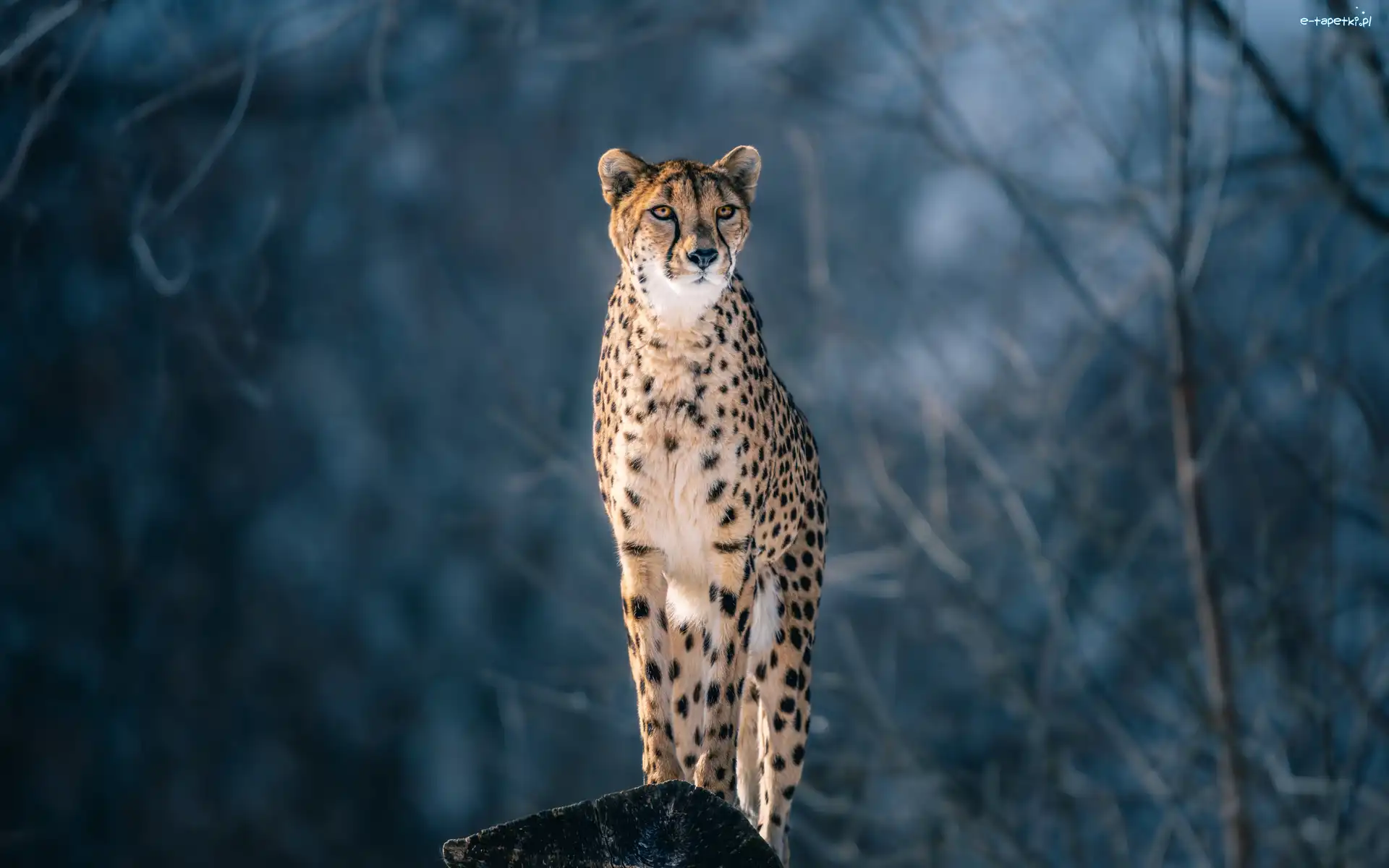 Skała, Gepard