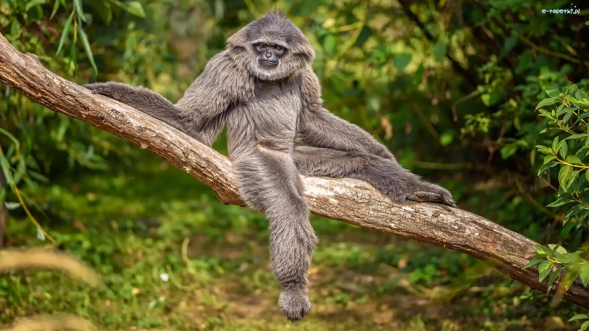 Drzewo, Srebrzysty gibbon, Małpa