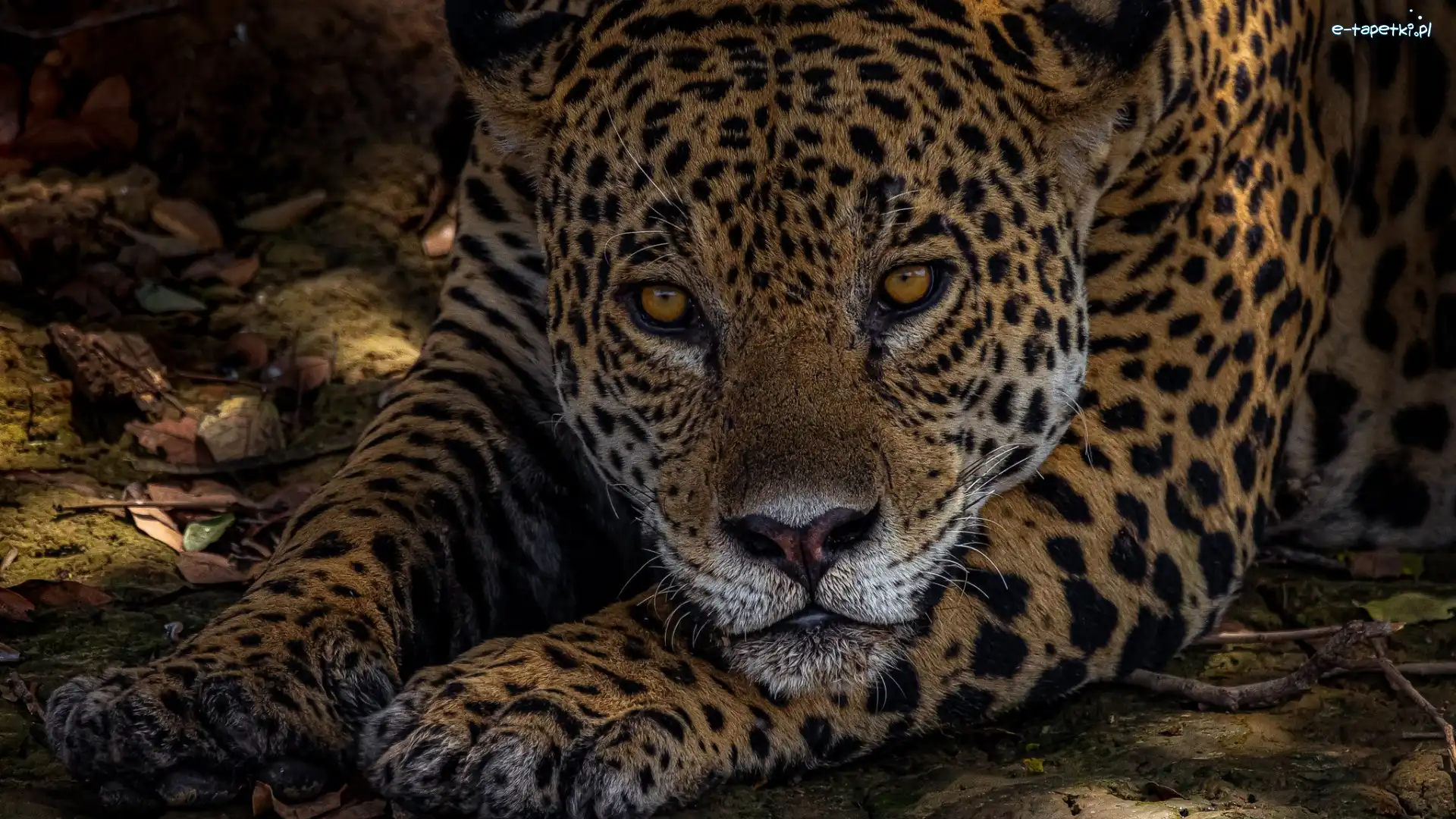 Łapy, Głowa, Jaguar