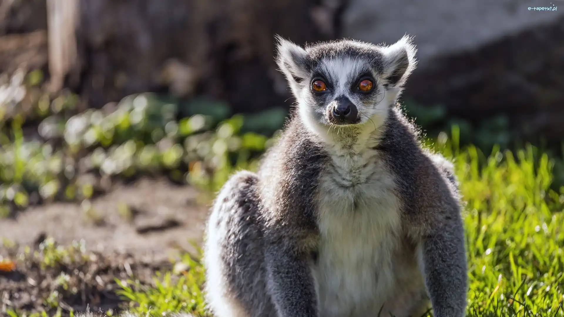 Zbliżenie, Katta, Lemur