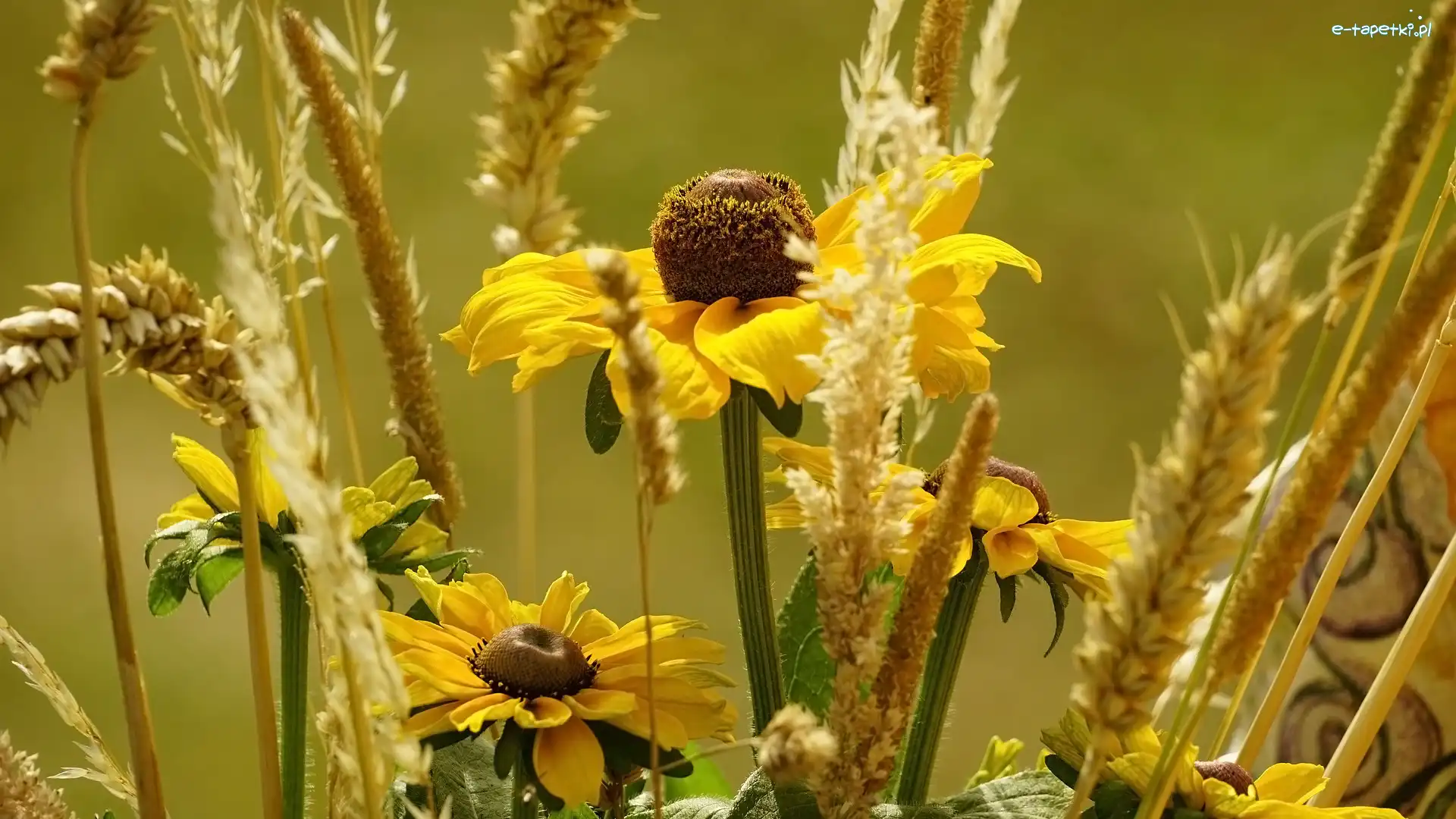 Żółte, Rudbekie, Kwiaty, Trawa, Zboże