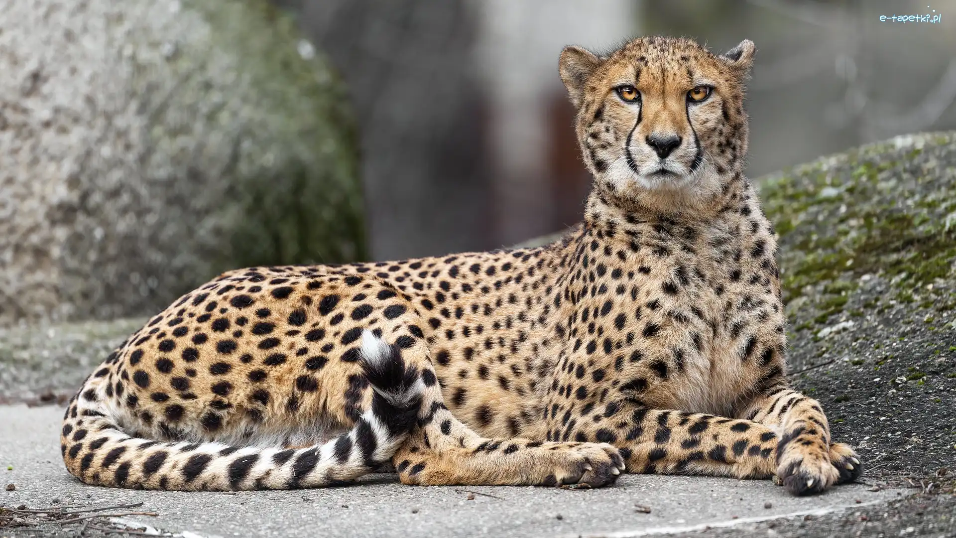 Gepard, Skała, Spojrzenie, Leżący