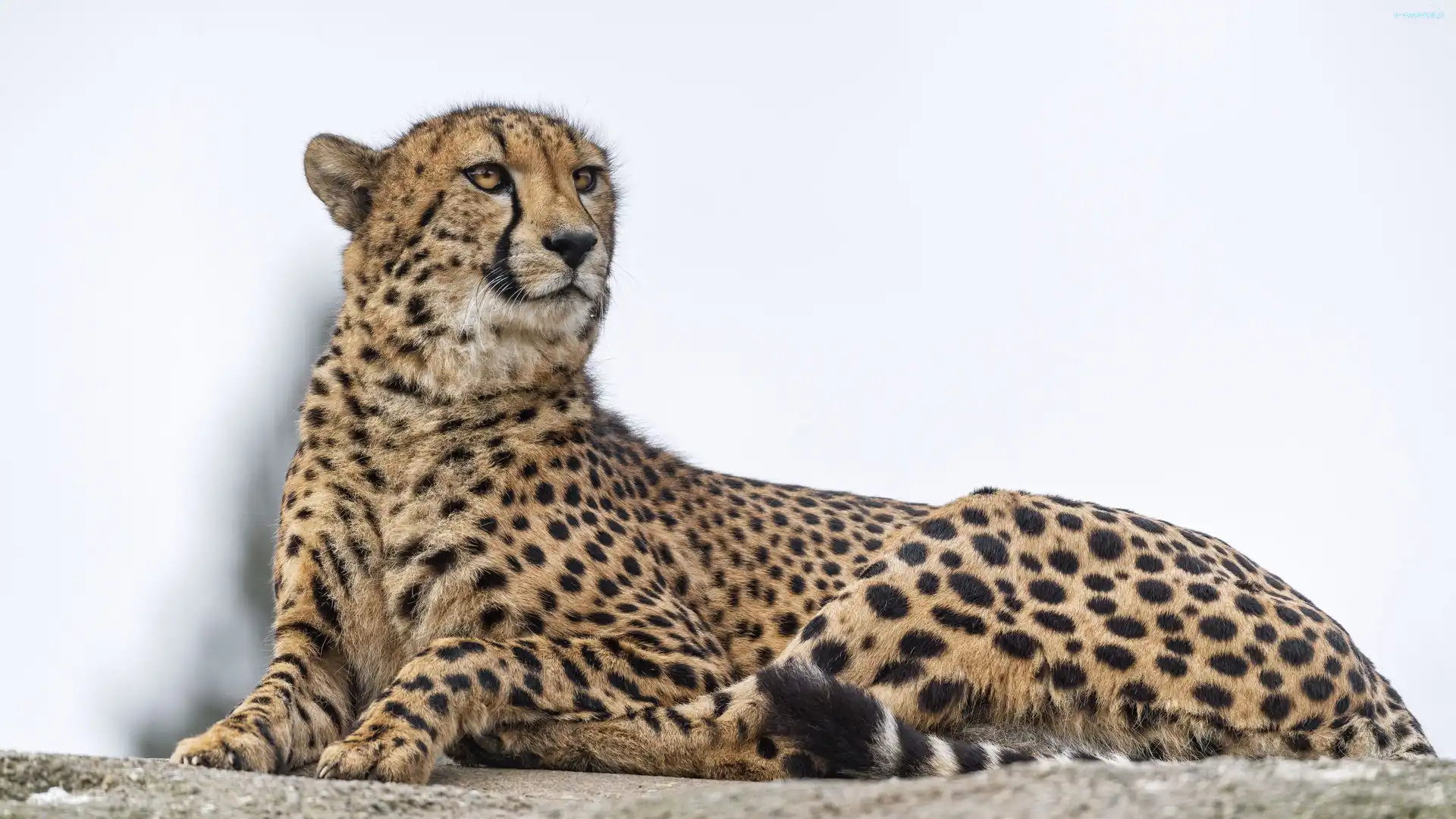Duży kot, Drapieżnik, Dzikie zwierzę, Gepard