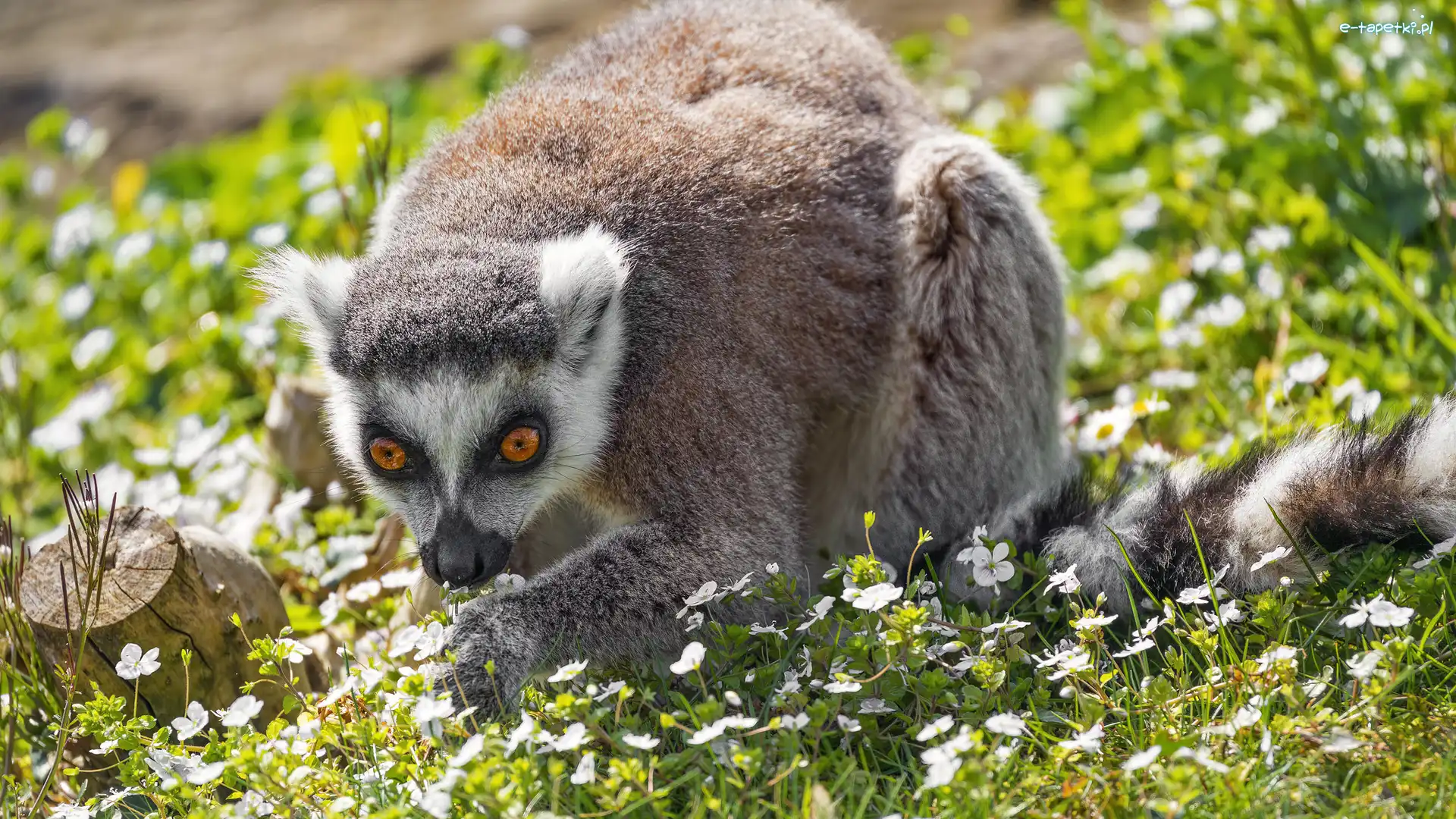 Trawa, Kwiaty, Lemur