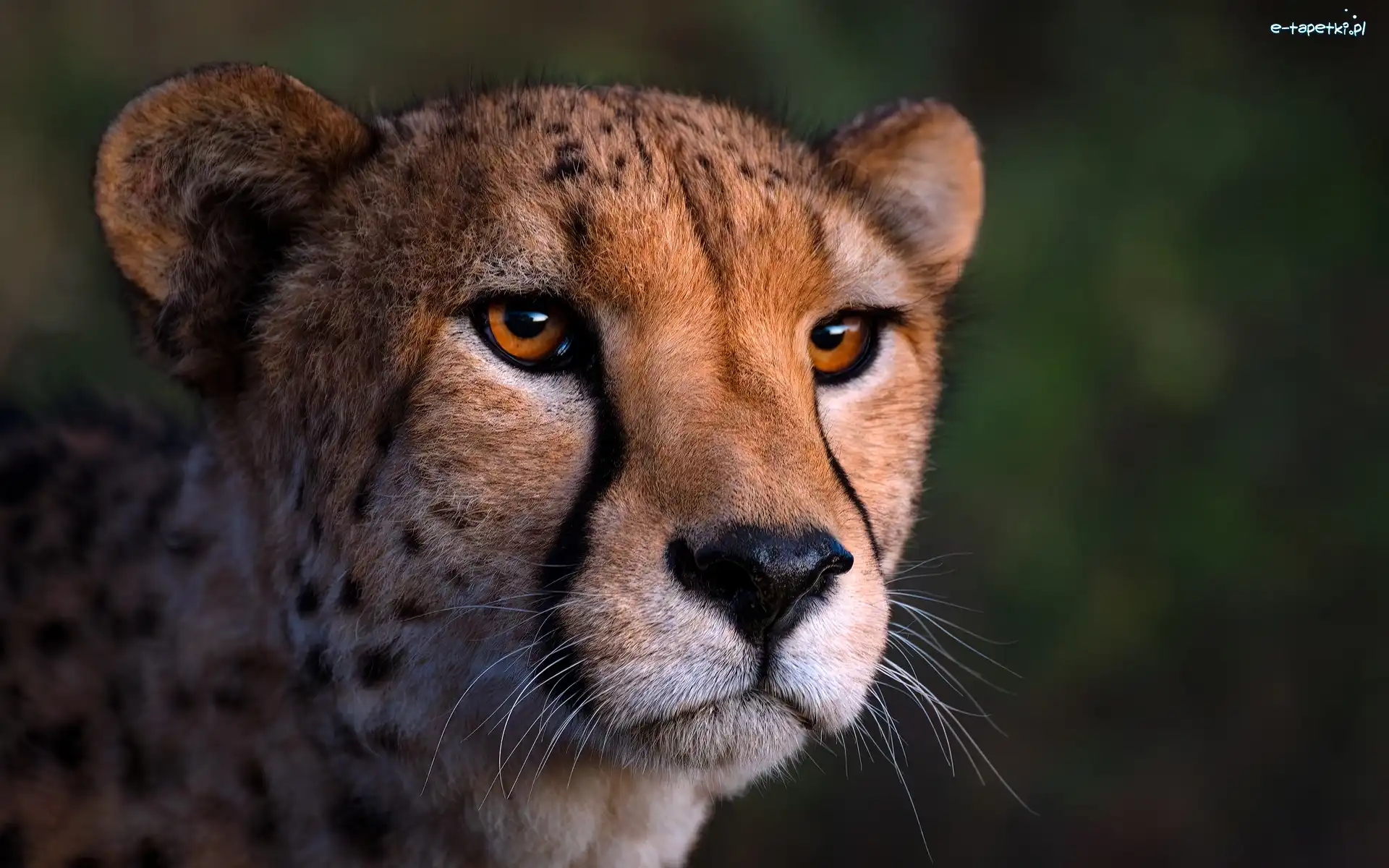 Zbliżenie, Głowa, Gepard