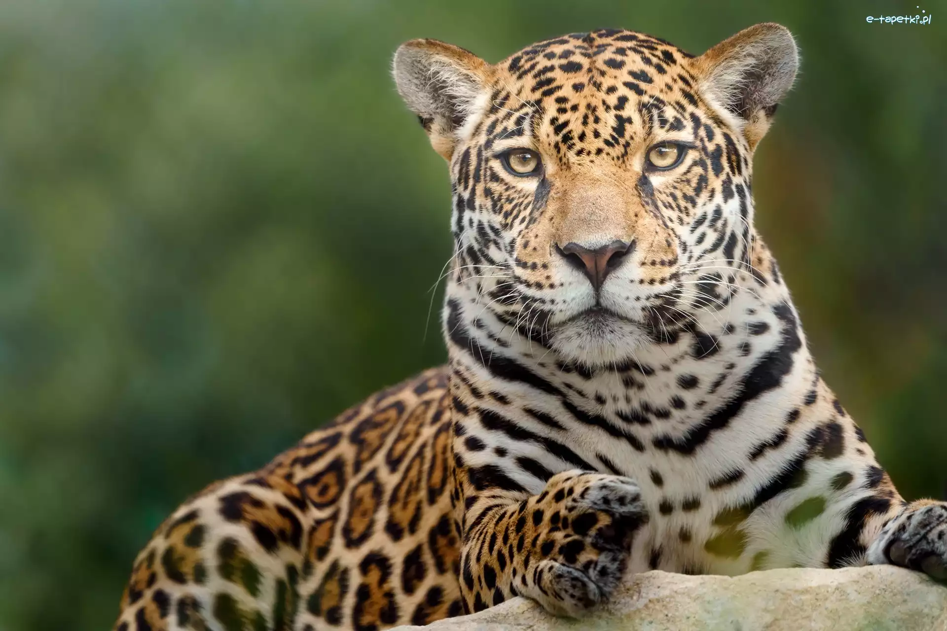 Skała, Jaguar, Leżący