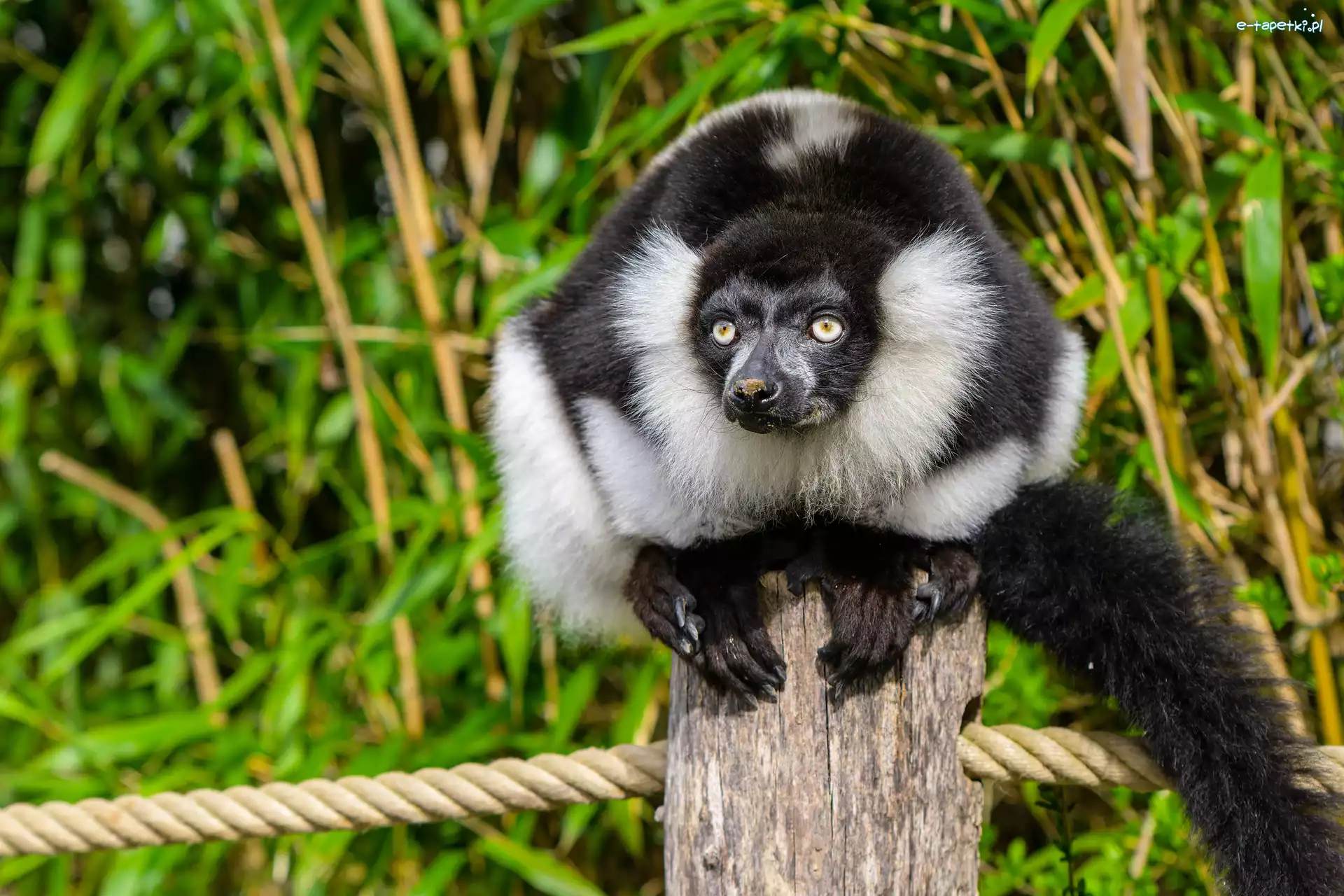 Słupek, Lemur, Czarno-biały