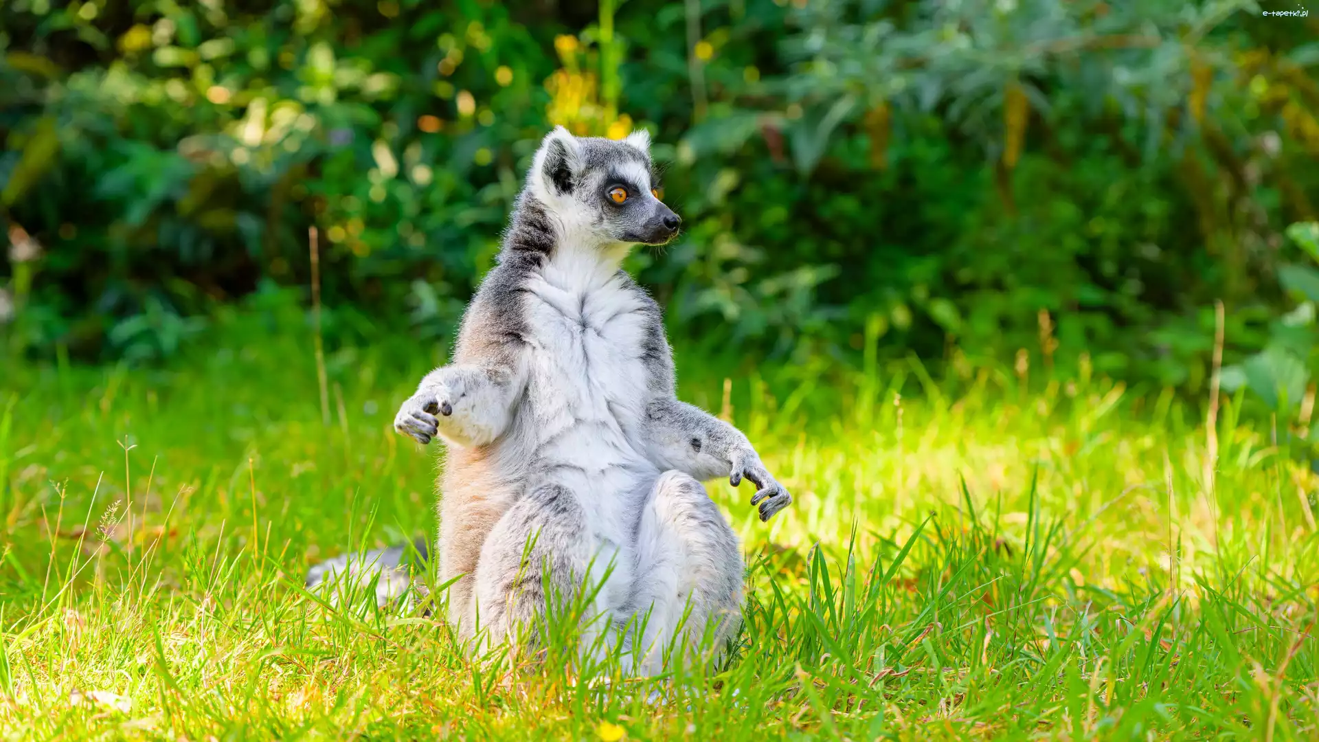 Trawa, Siedzący, Lemur
