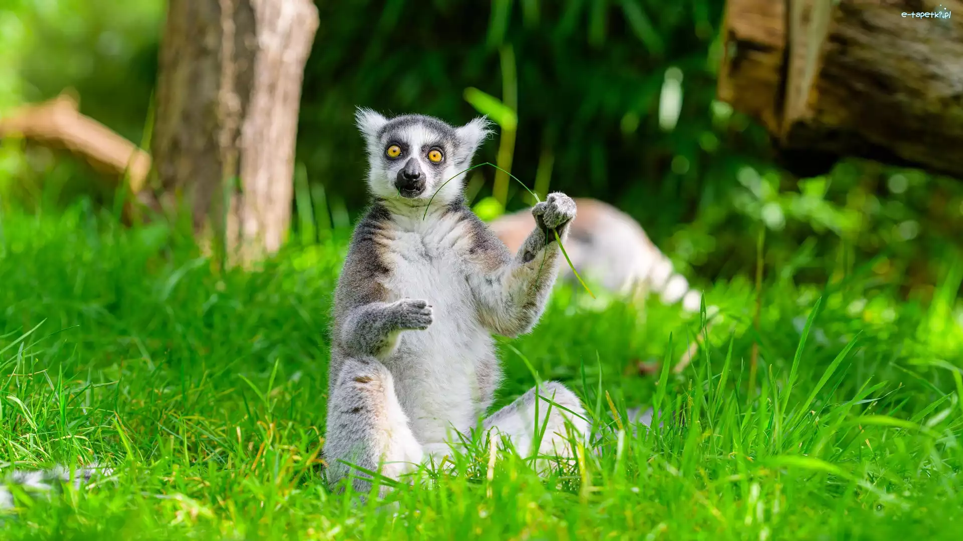 Trawa, Lemur, Siedzący
