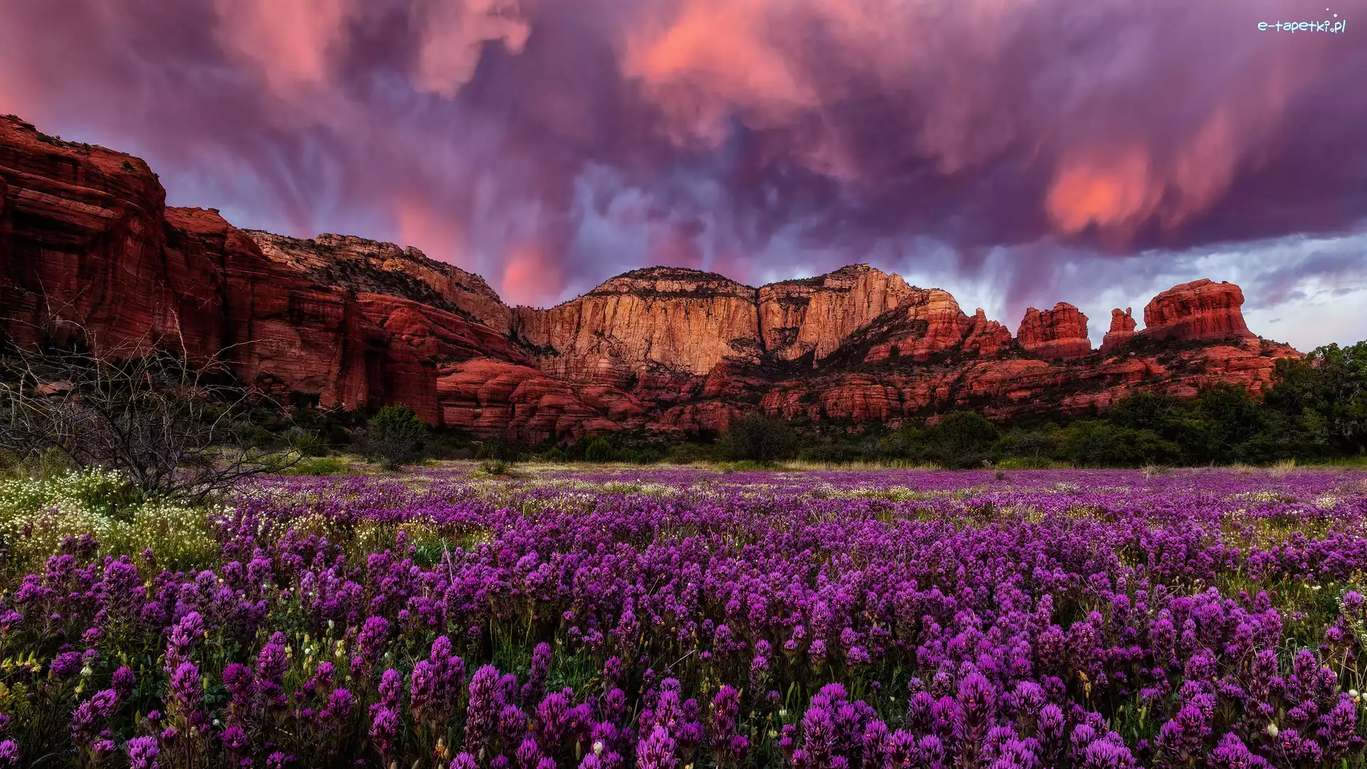 Góry, Arizona, Kwiaty, Chmury, Sedona, Beaar Mountain, Skały, Stany Zjednoczone