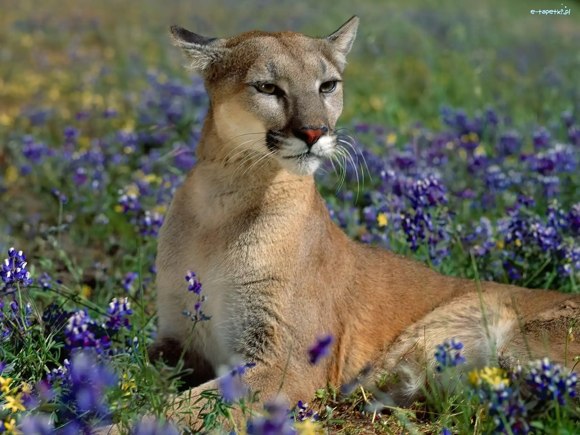 Łąka, Puma