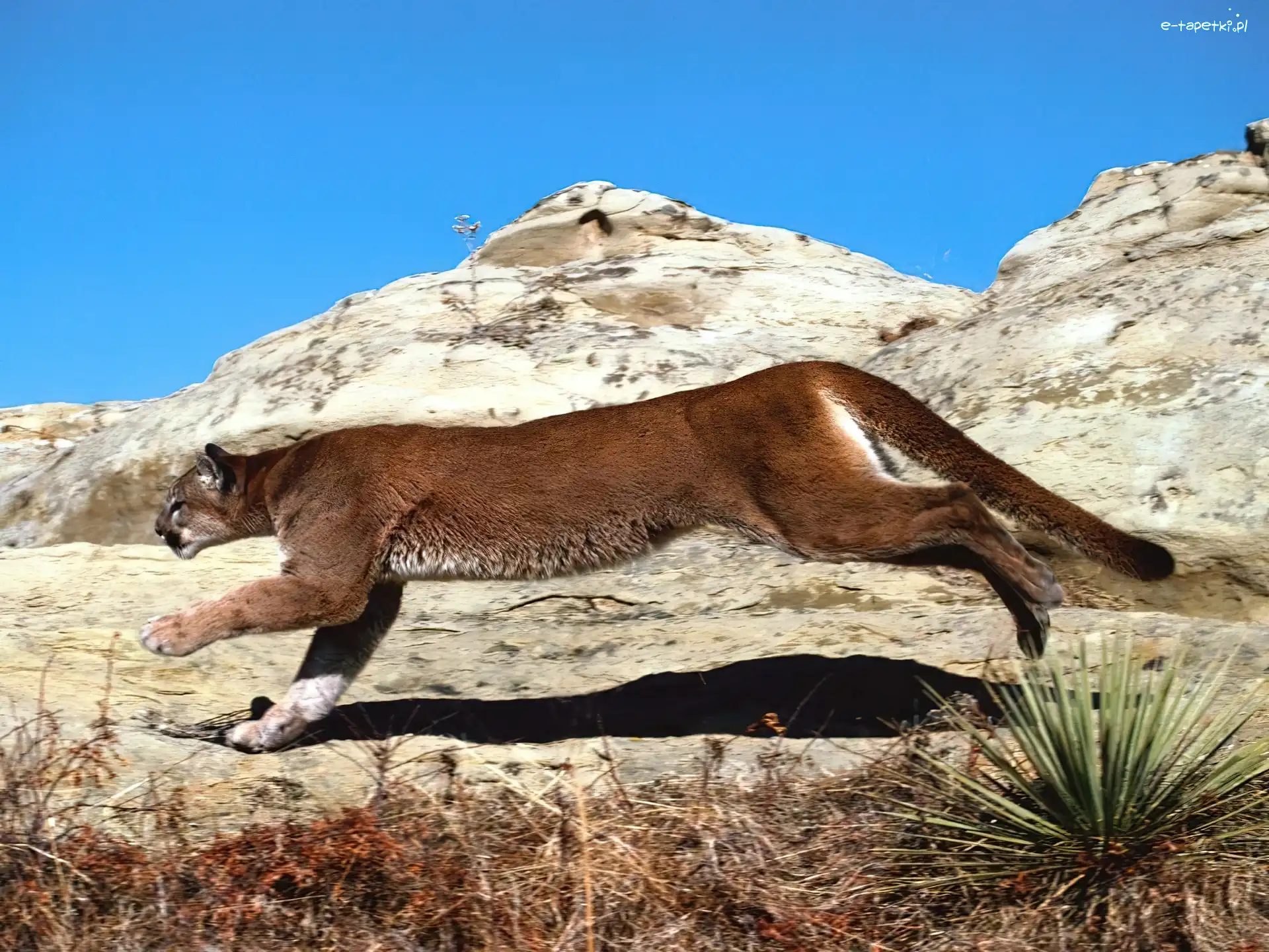 Bieg, Puma