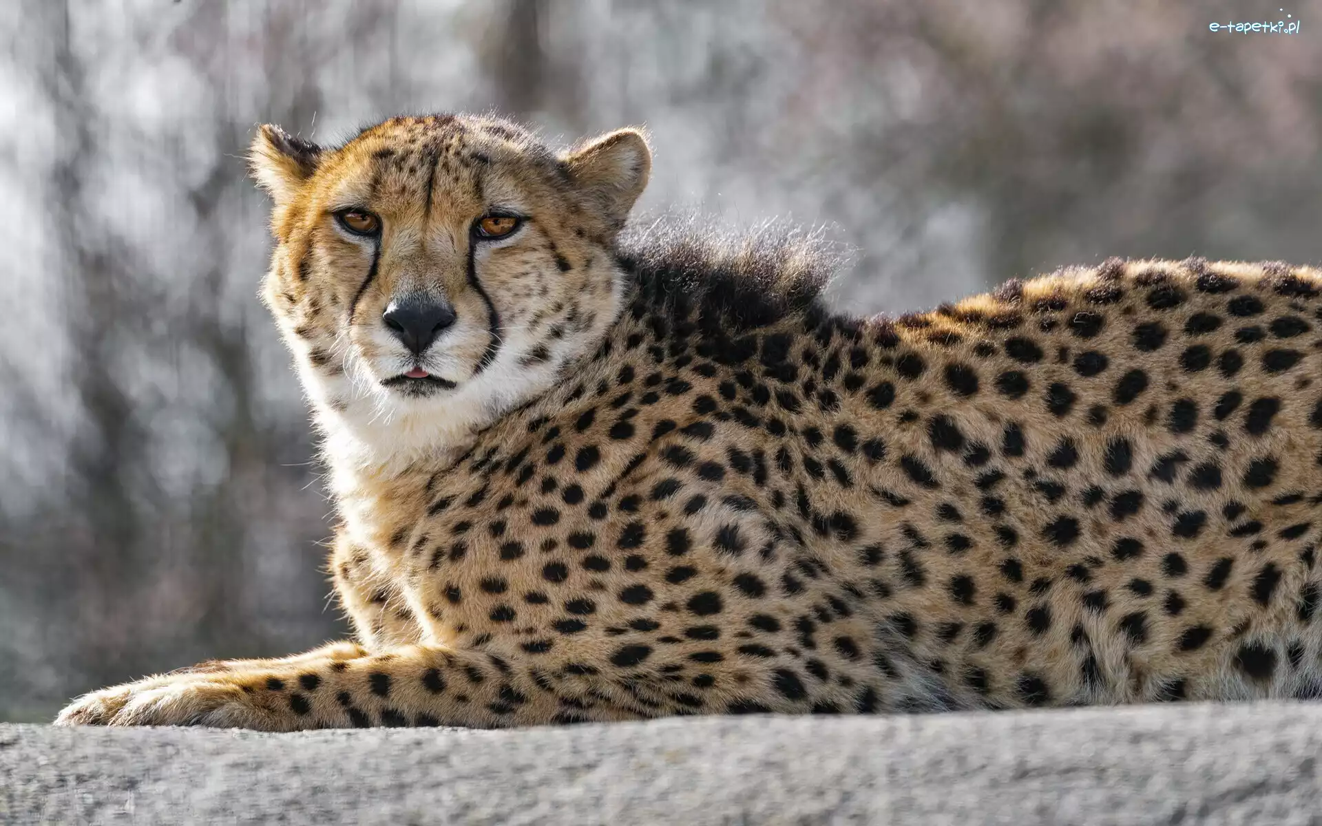 Murek, Gepard, Leżący
