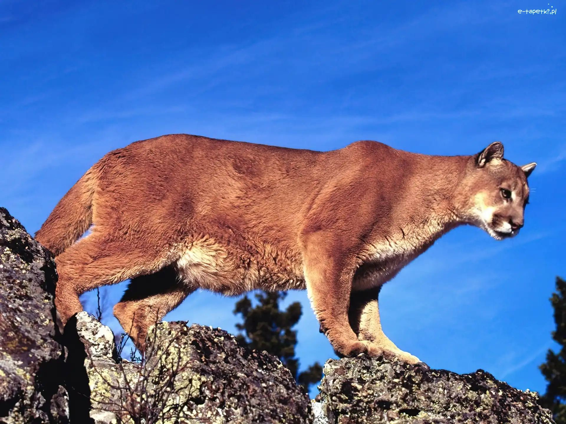 Puma