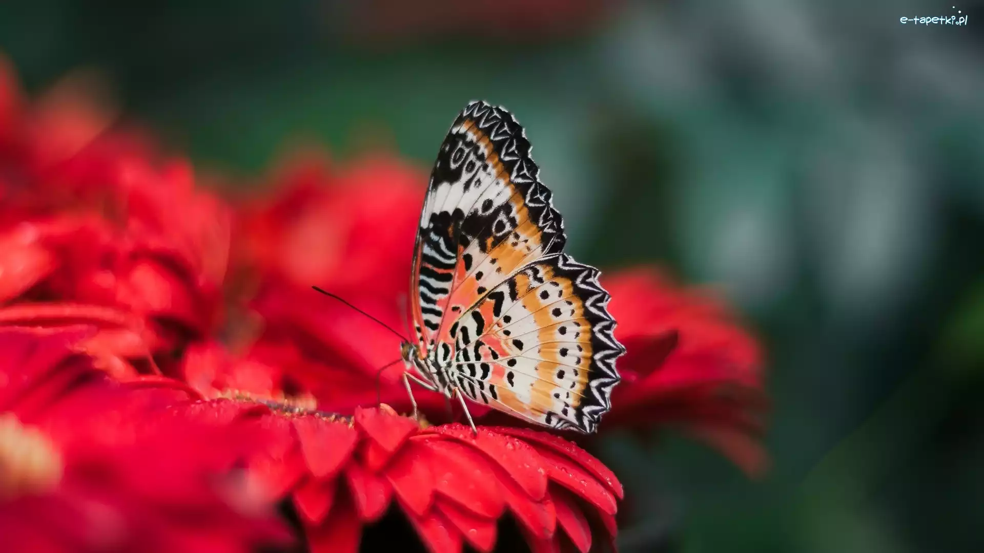 Motyl, Mandaryn pstry, Cethosia cyane, Kwiat, Czerwony