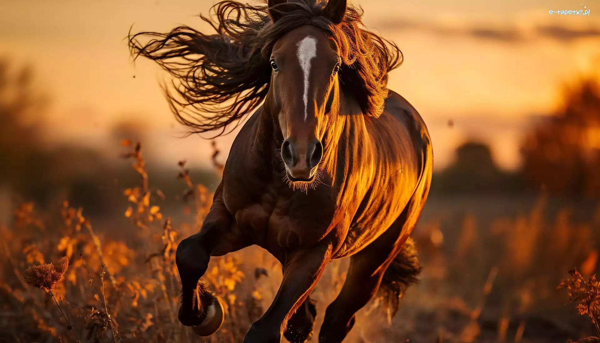 Galop, Grafika, Zachód słońca, Koń