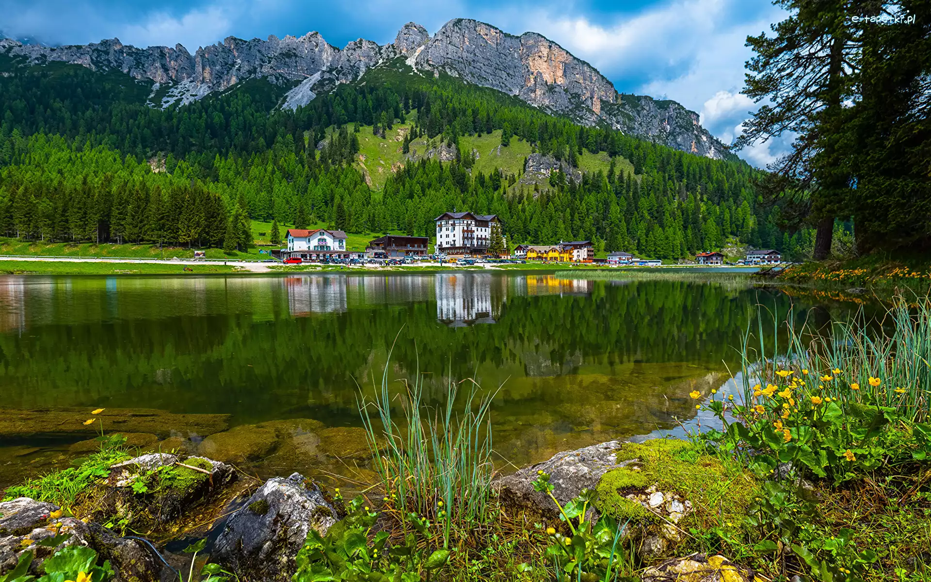 Domy, Dolomity, Jezioro, Kwiaty, Kaczeńce, Góry, Prowincja, Lago di Misurina, Las, Włochy, Belluno, Kamienie, Omszałe, Drzewa