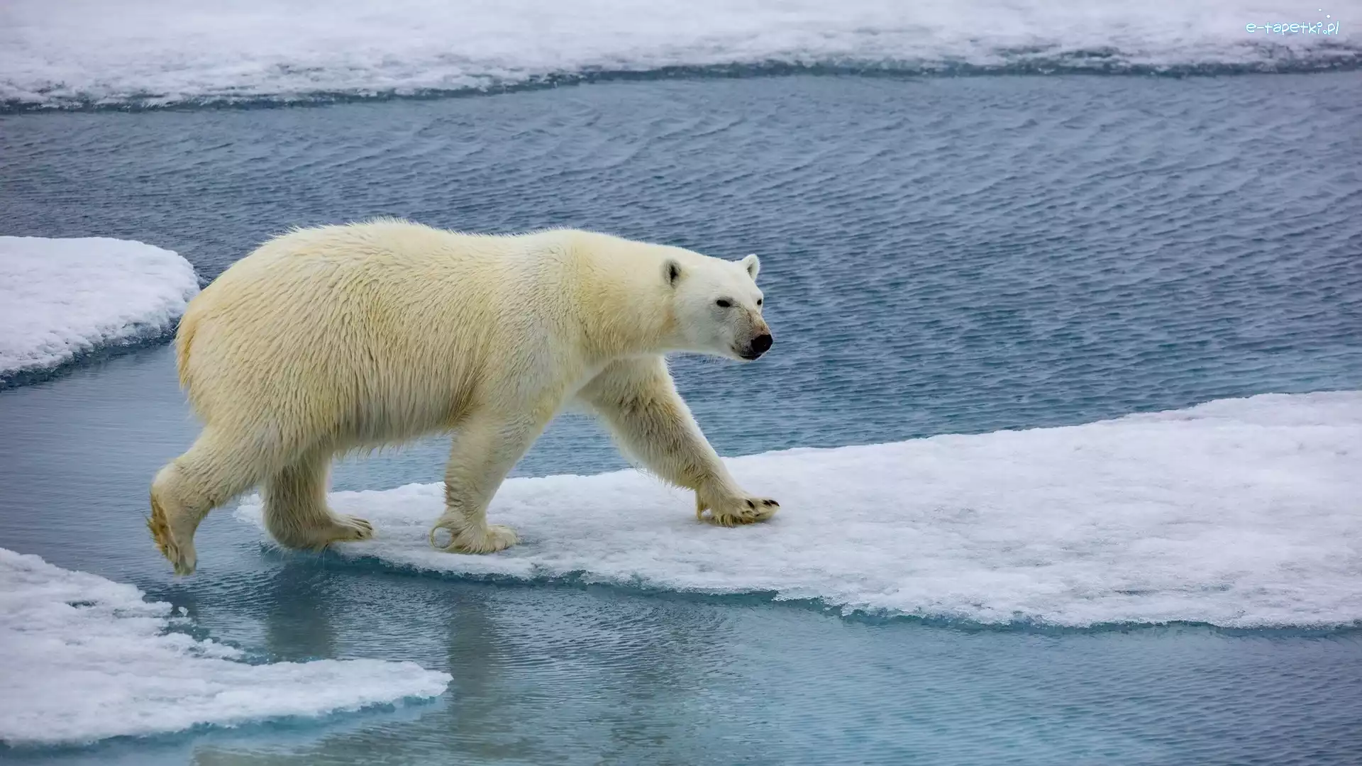 Kra, Niedźwiedź polarny