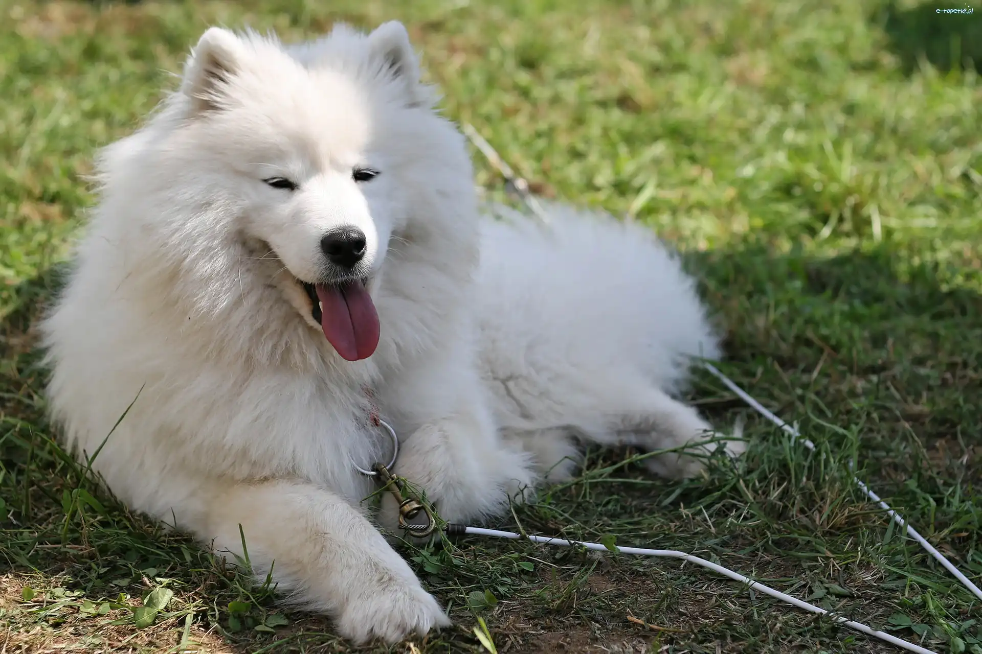 Samojed, język