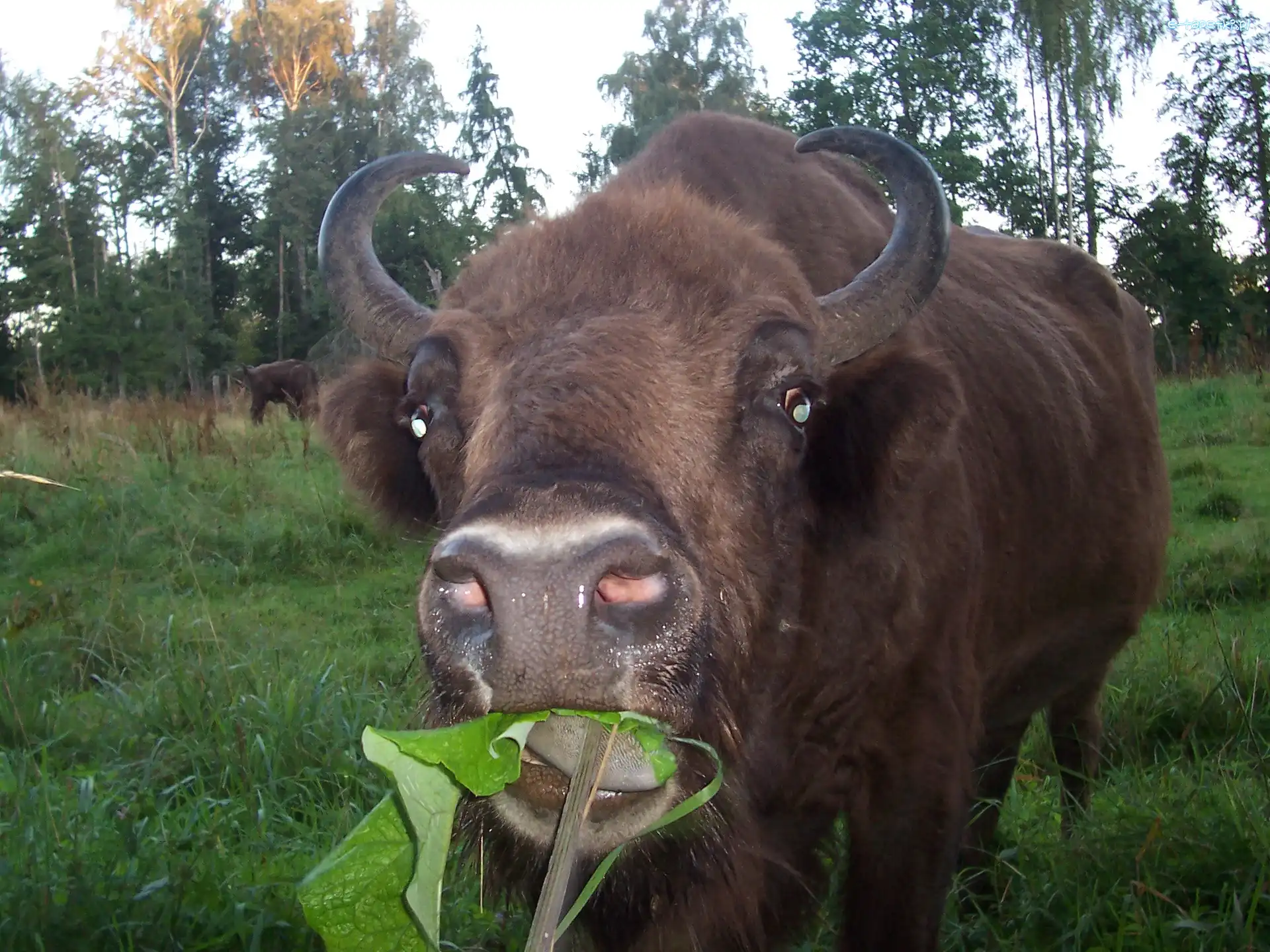 Żubra, rogi, zawinięte, Głowa
