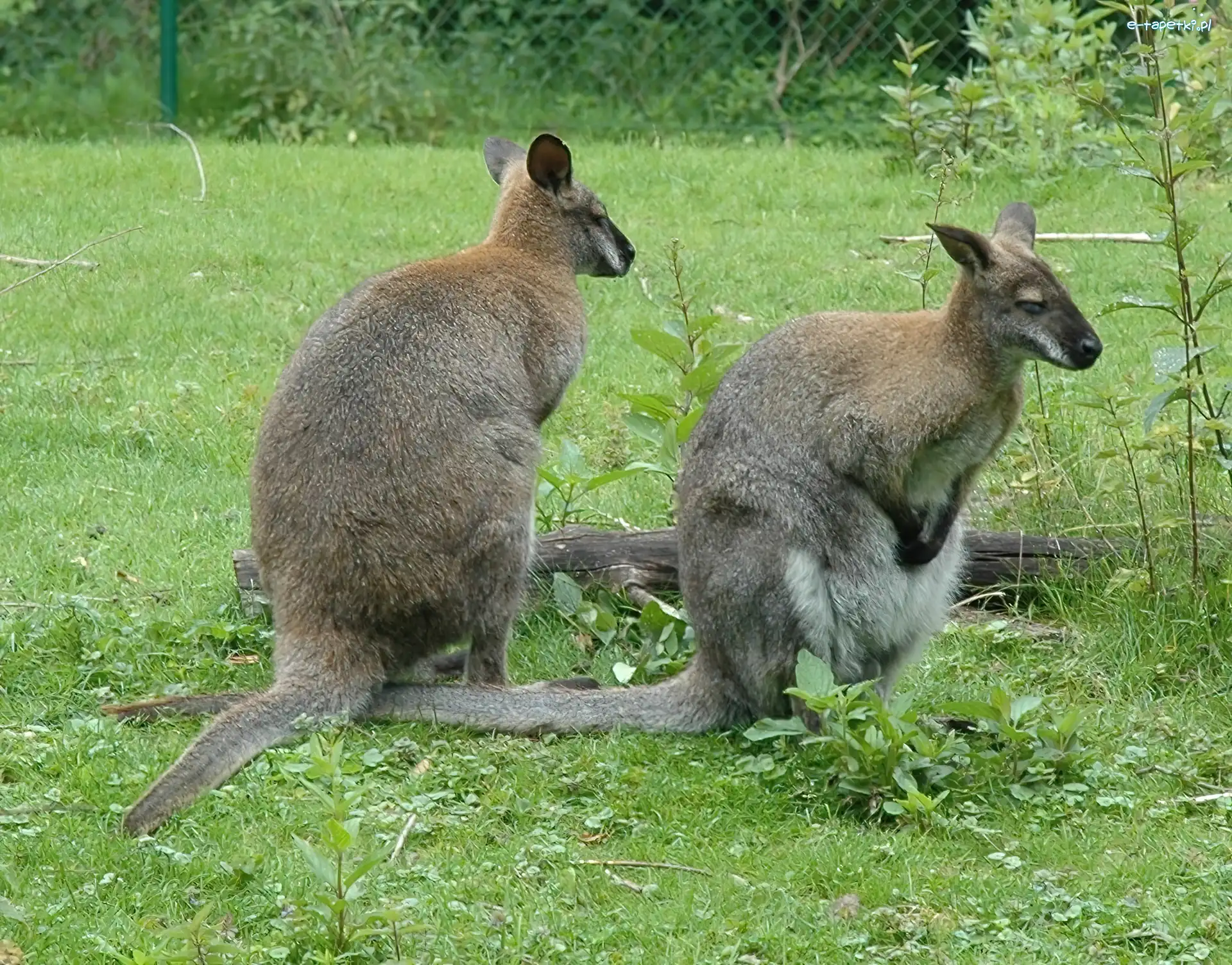 Kangury, Dwa