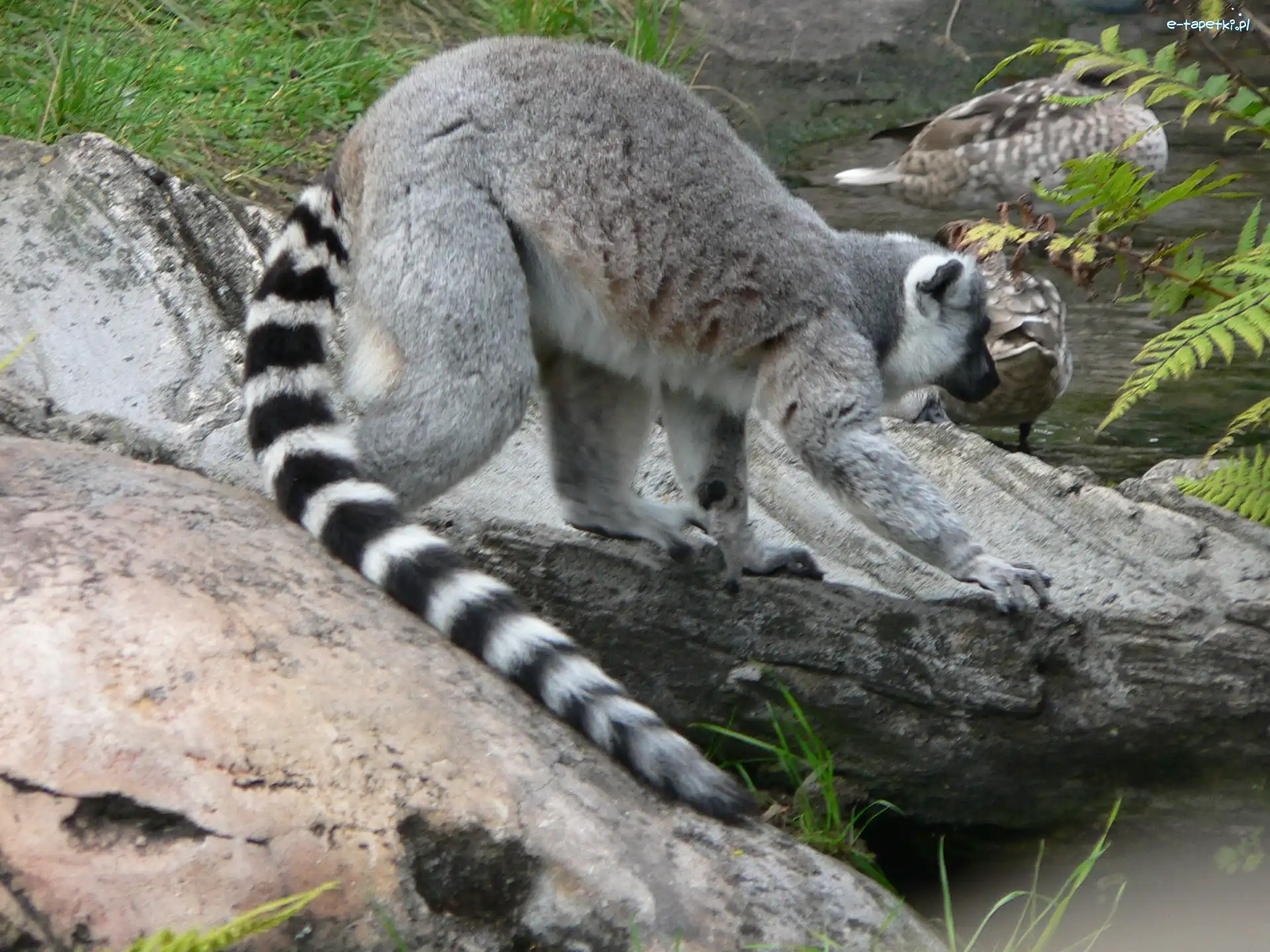 Ogon, Kamienie, Lemura, Długi