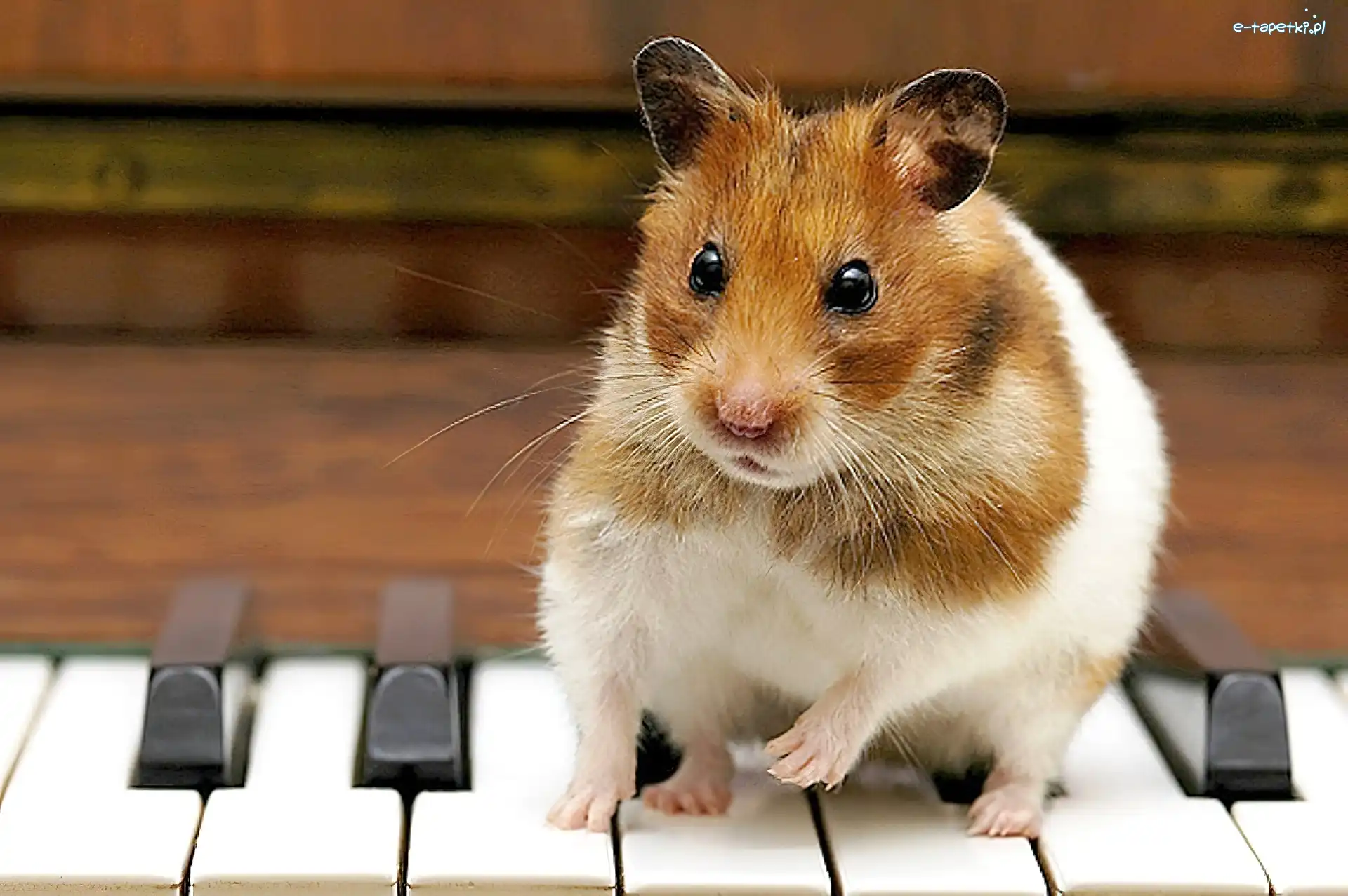 Pianinie, Ma, Chomik