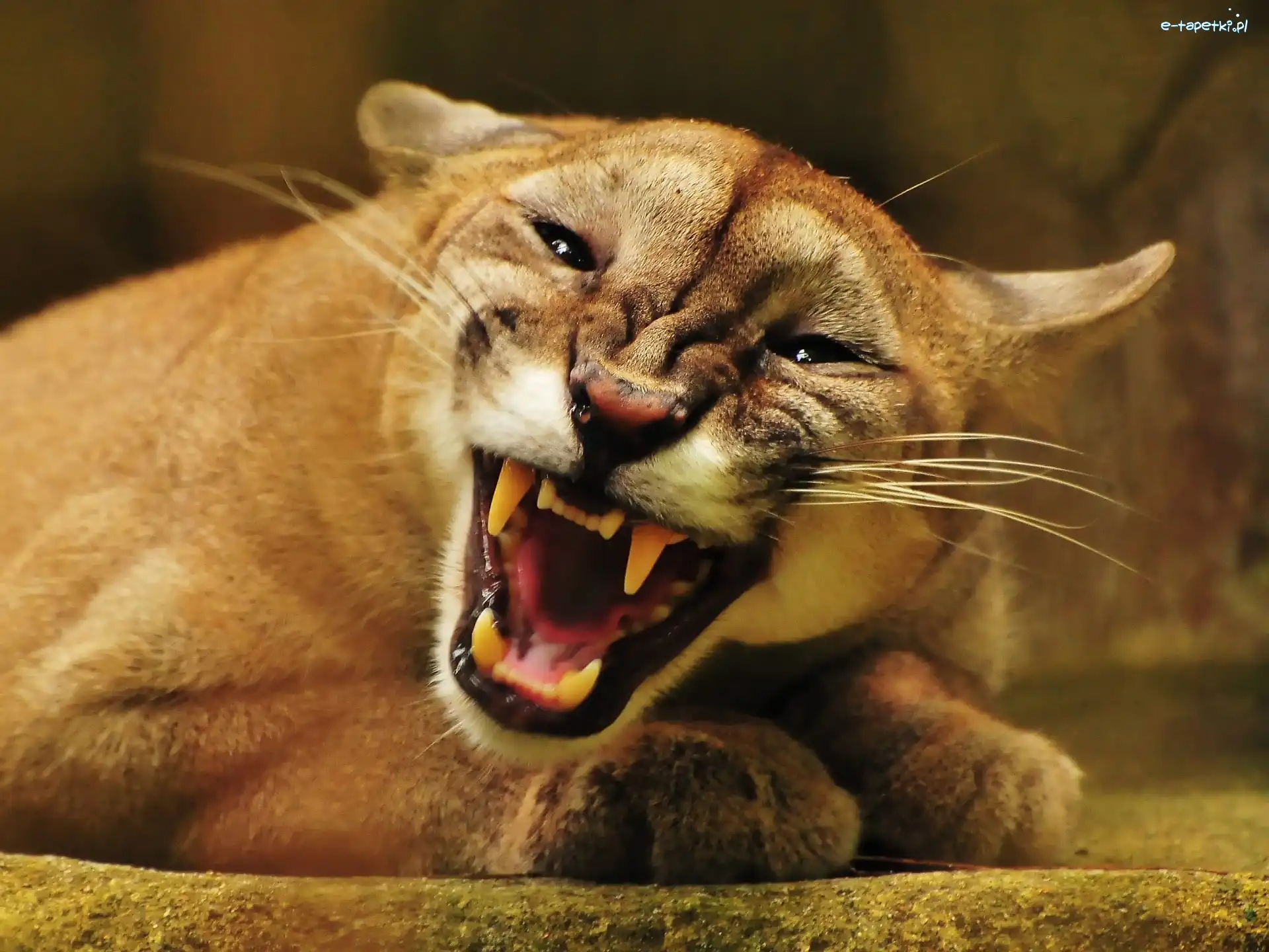 Kły, Puma
