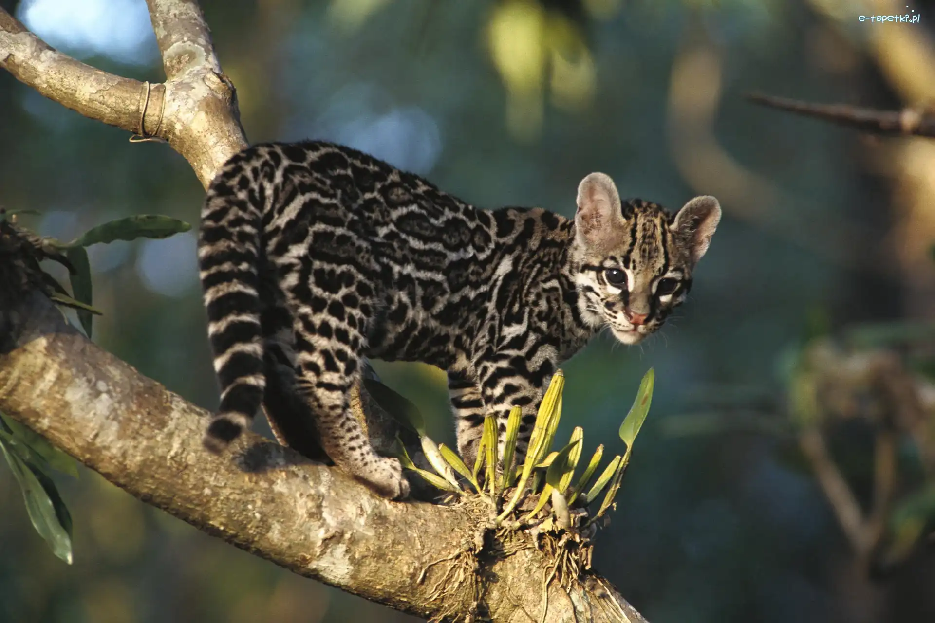Drzewo, Ocelot, Młody