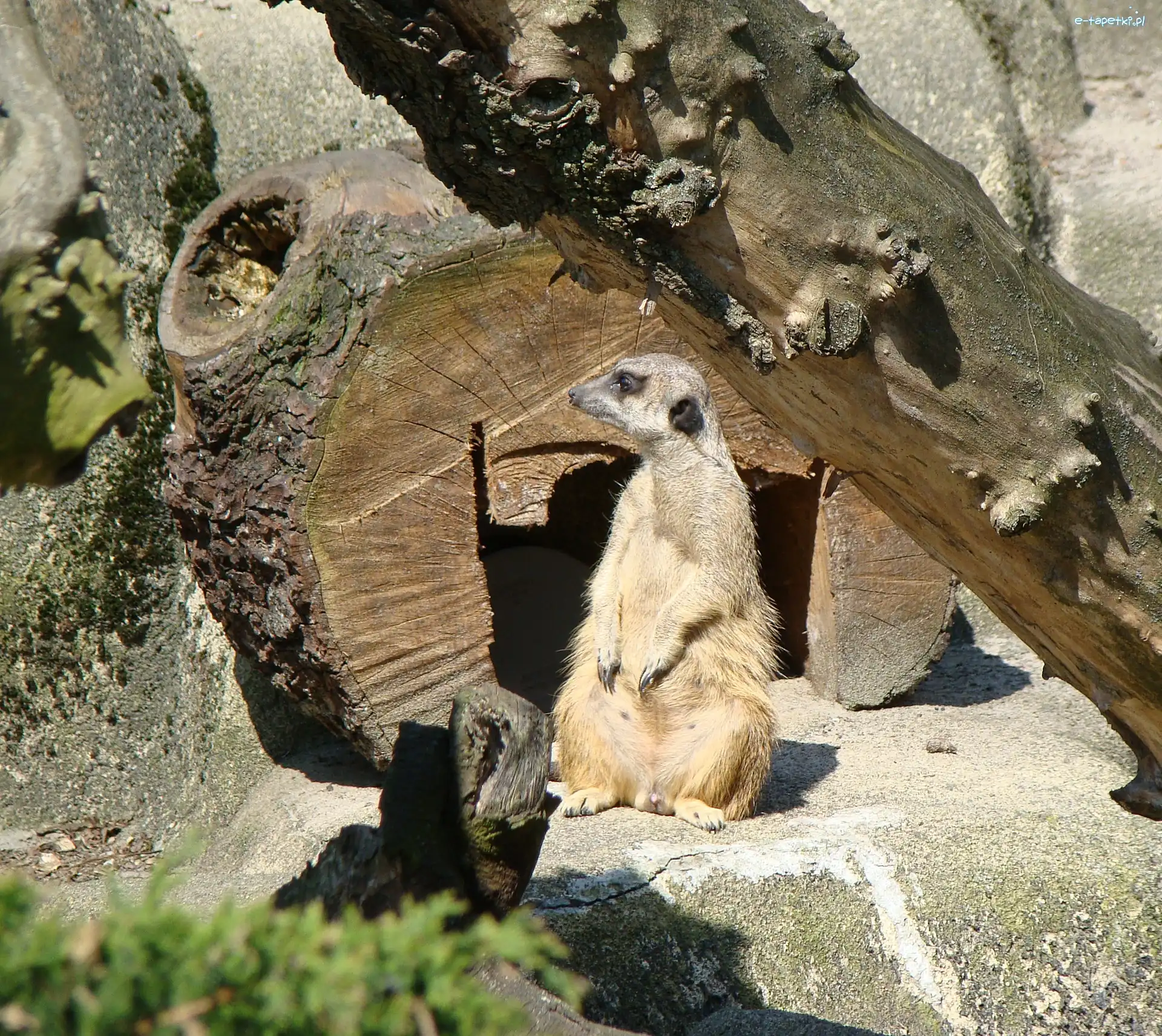 Schronienie, Surykatka