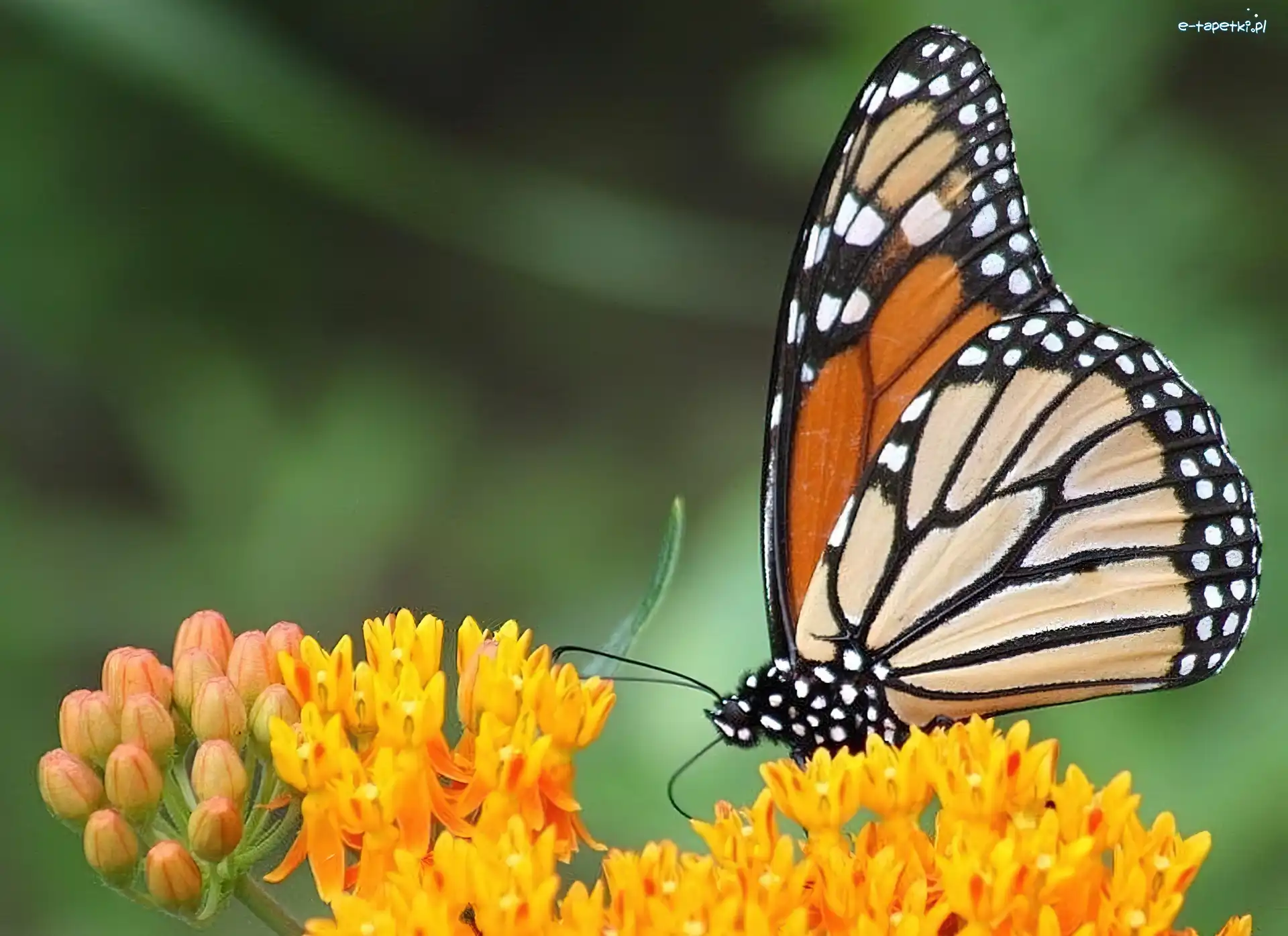 Monarcha, Kwiaty, Żółte, Motyl