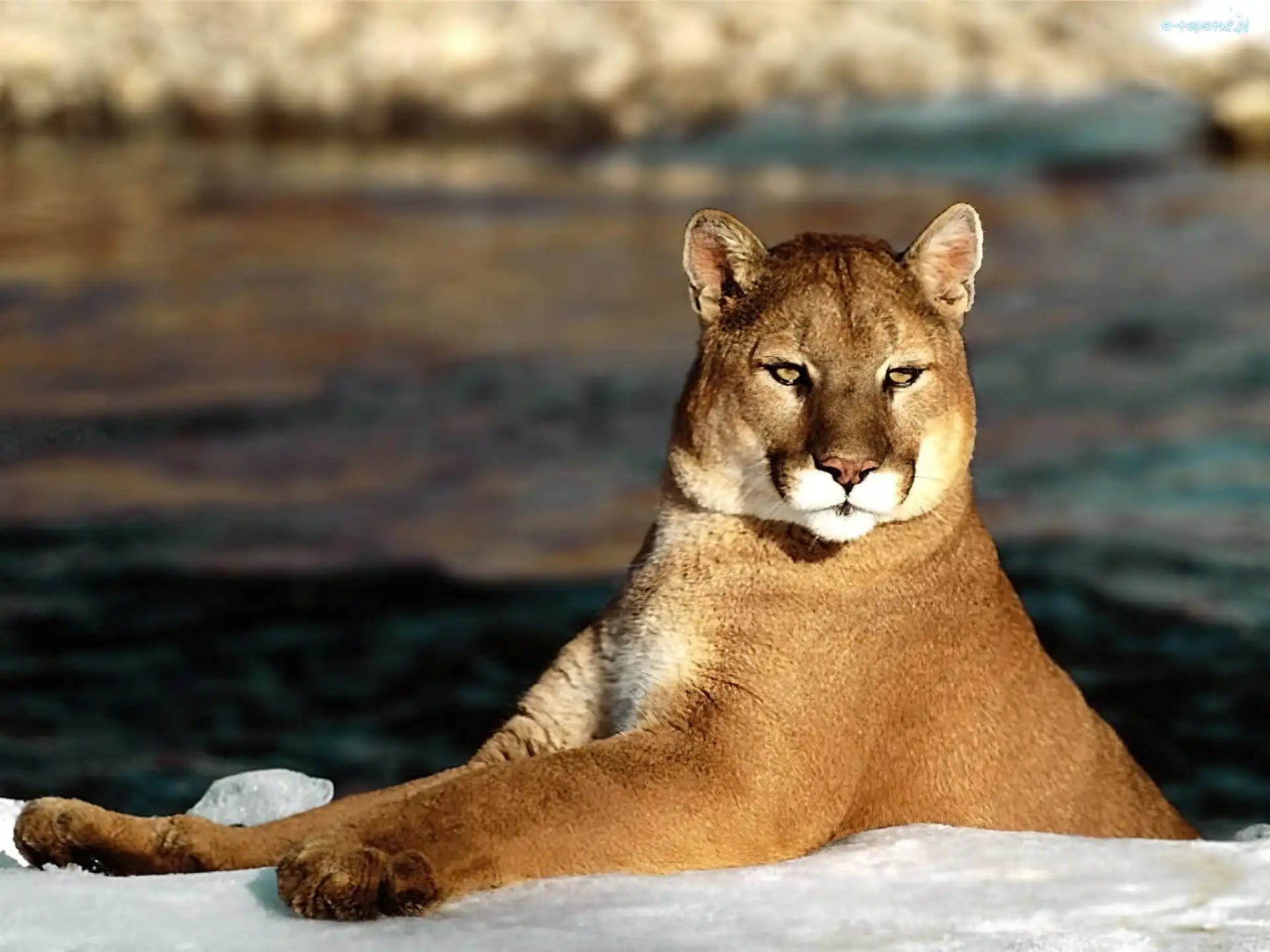 Rzeka, Puma