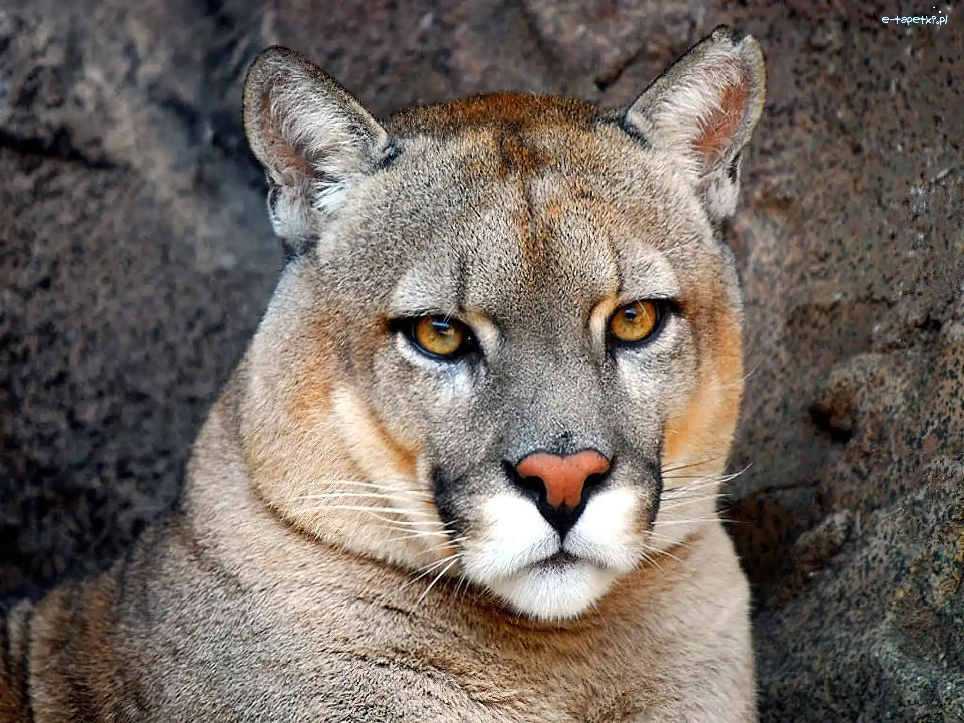 Sierść, Puma
