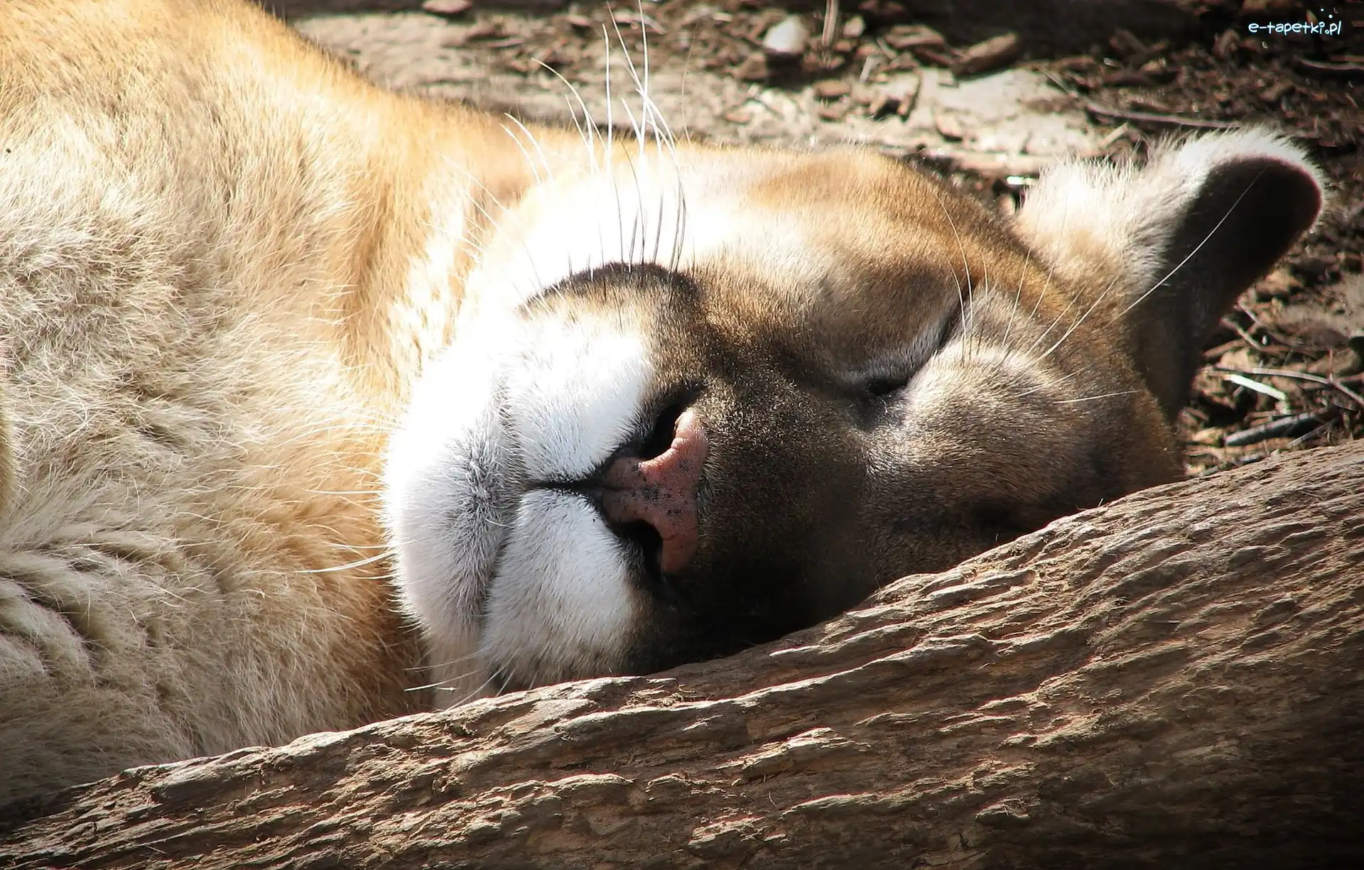 Puma, Śpiąca