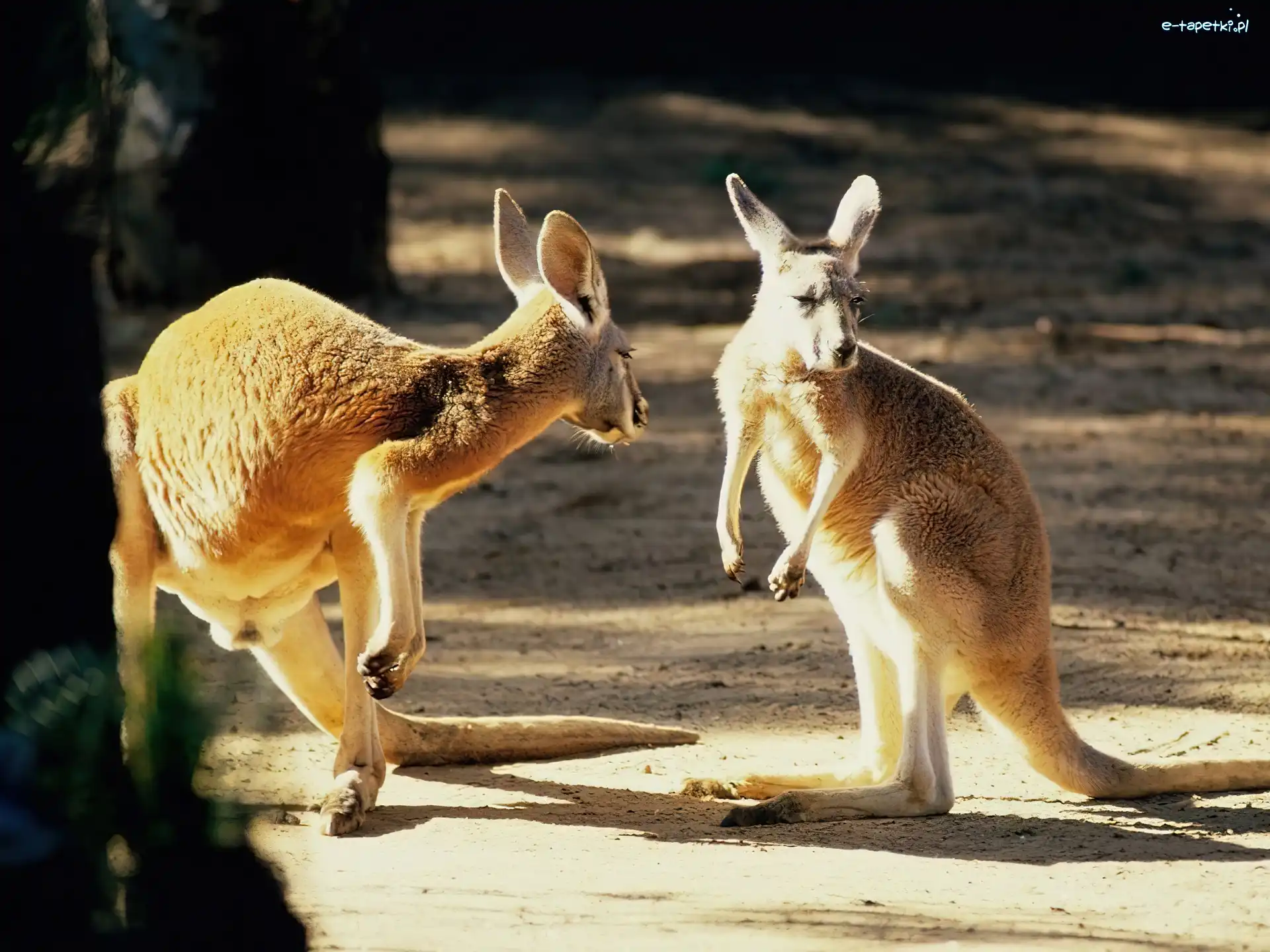 ZOO, Kangury, Dwa
