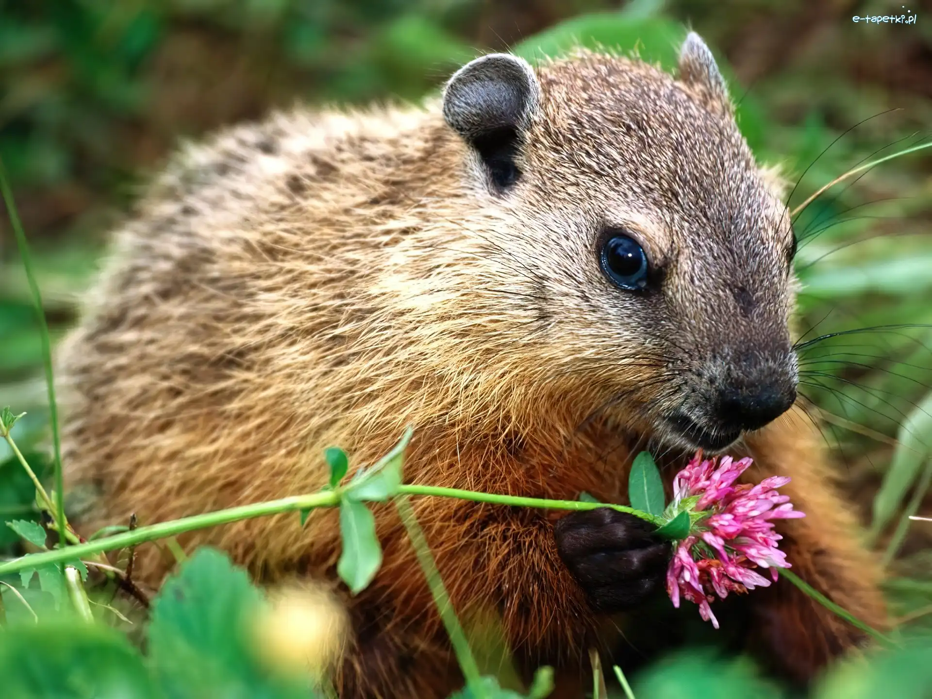 Brązowe, Kwiatek, Futerko, Nutria