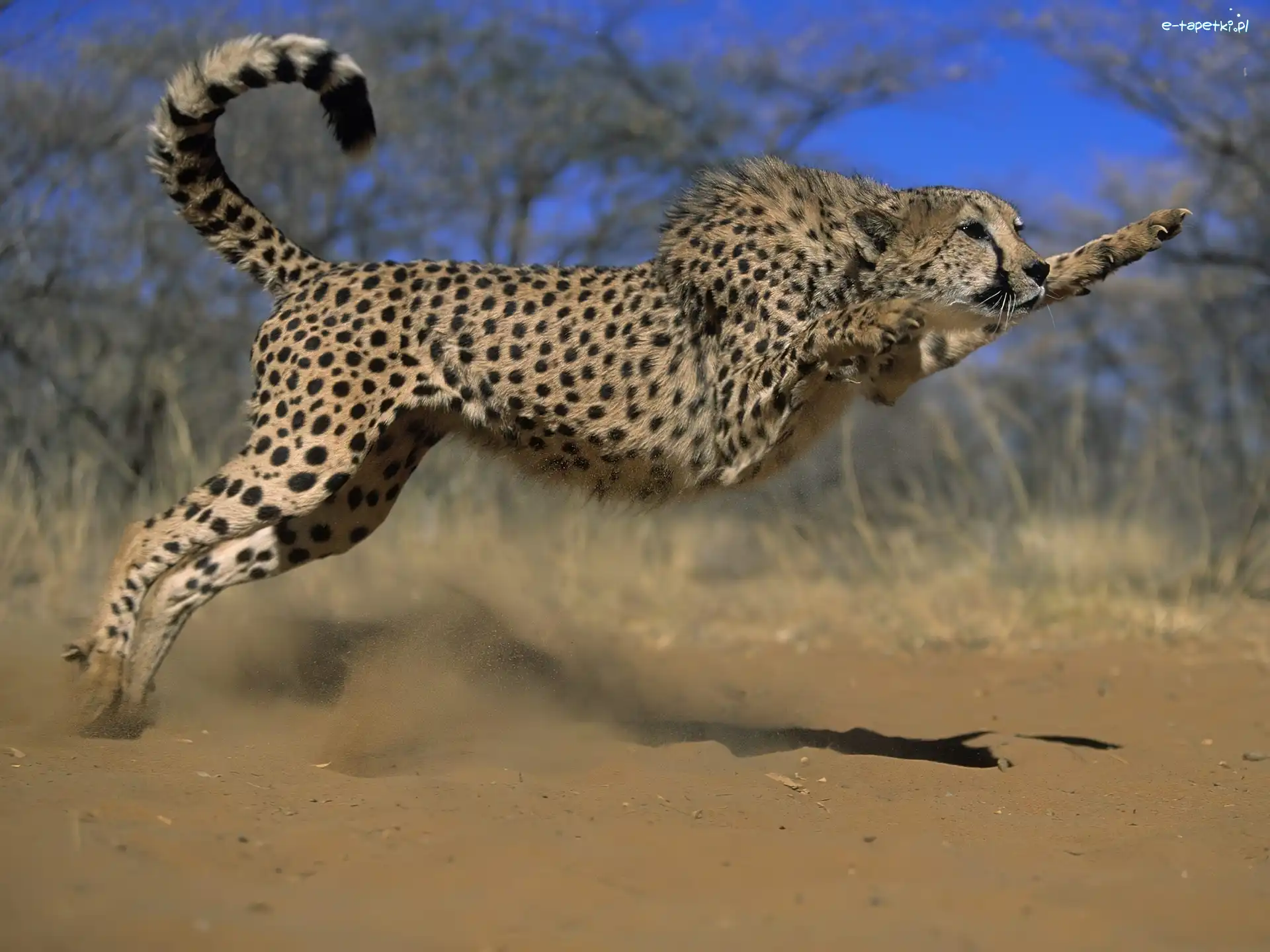 Gepard, Polujący