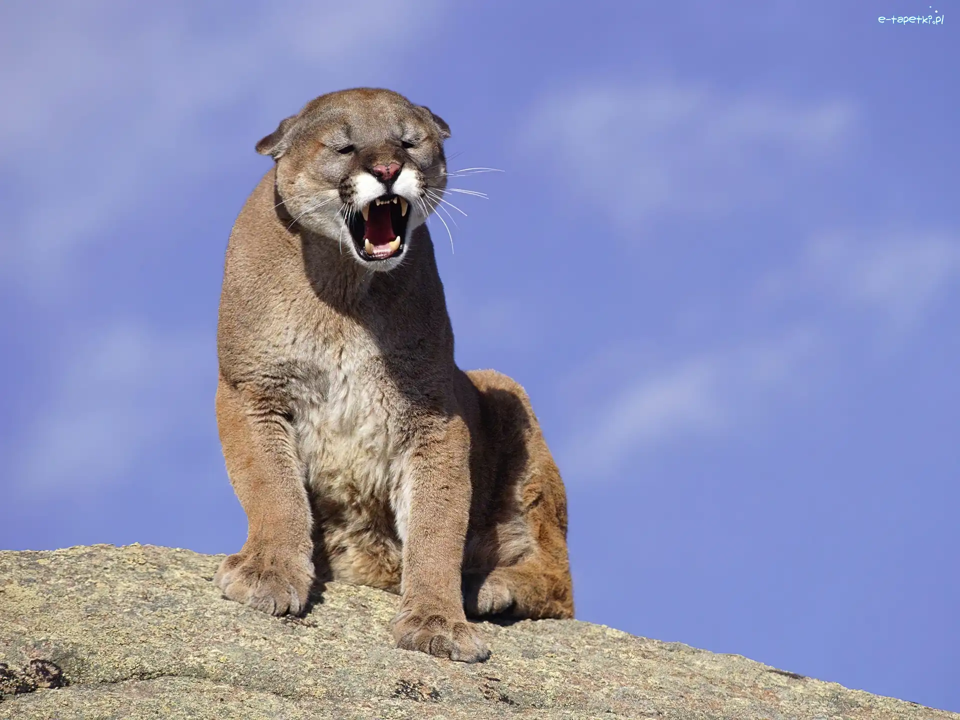 Puma, Wściekła