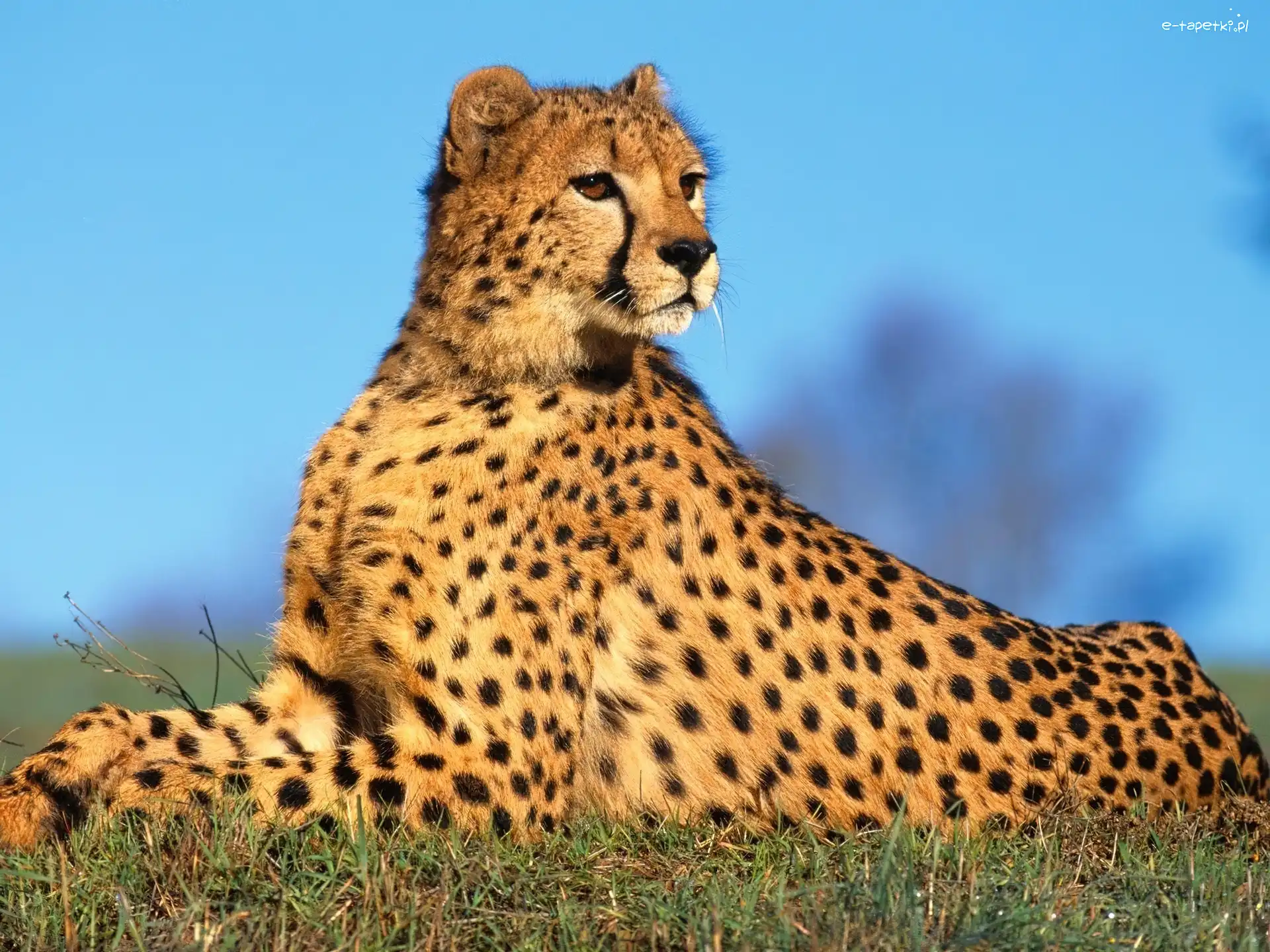Cętki, Ciemne, Gepard