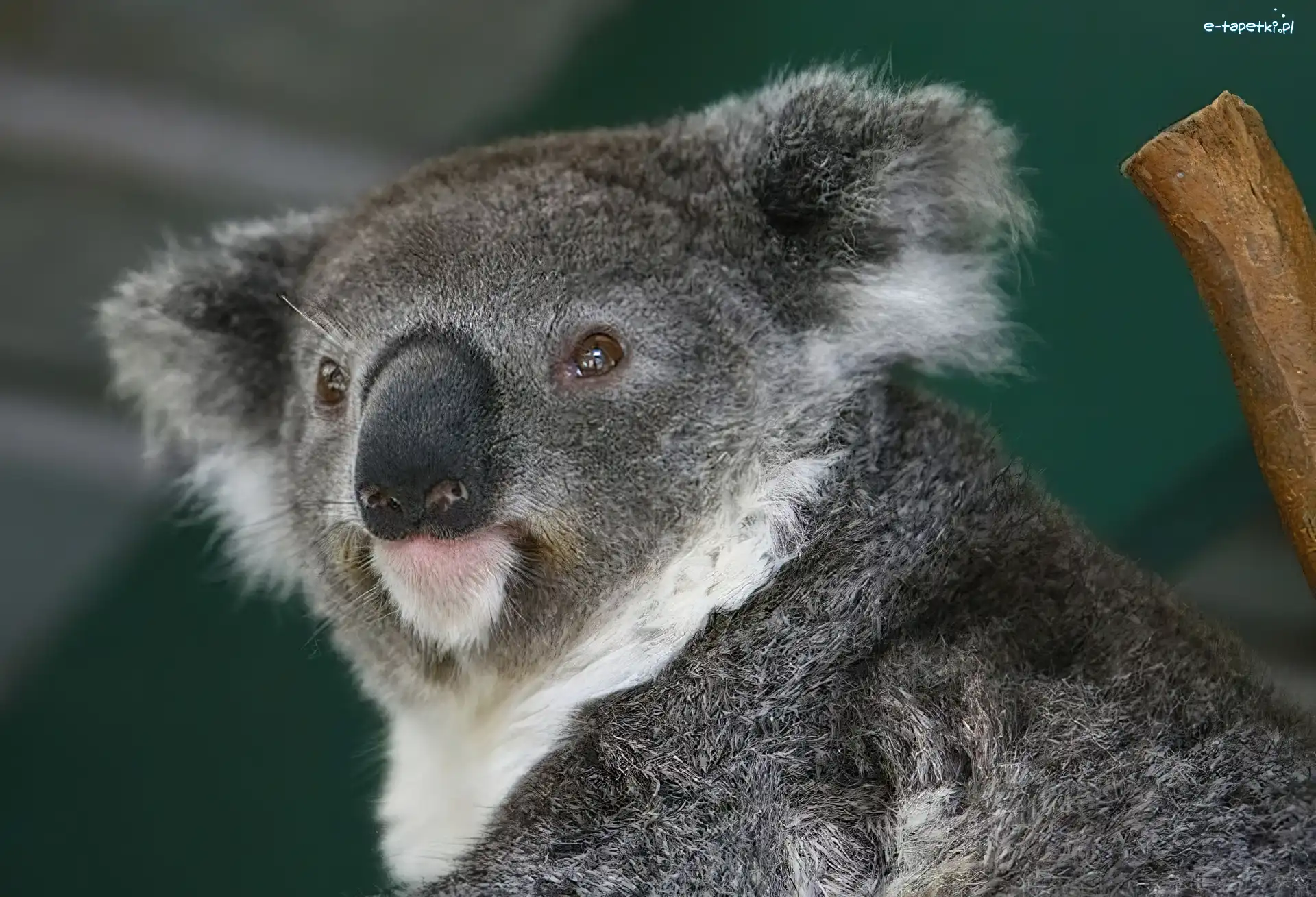 Koala