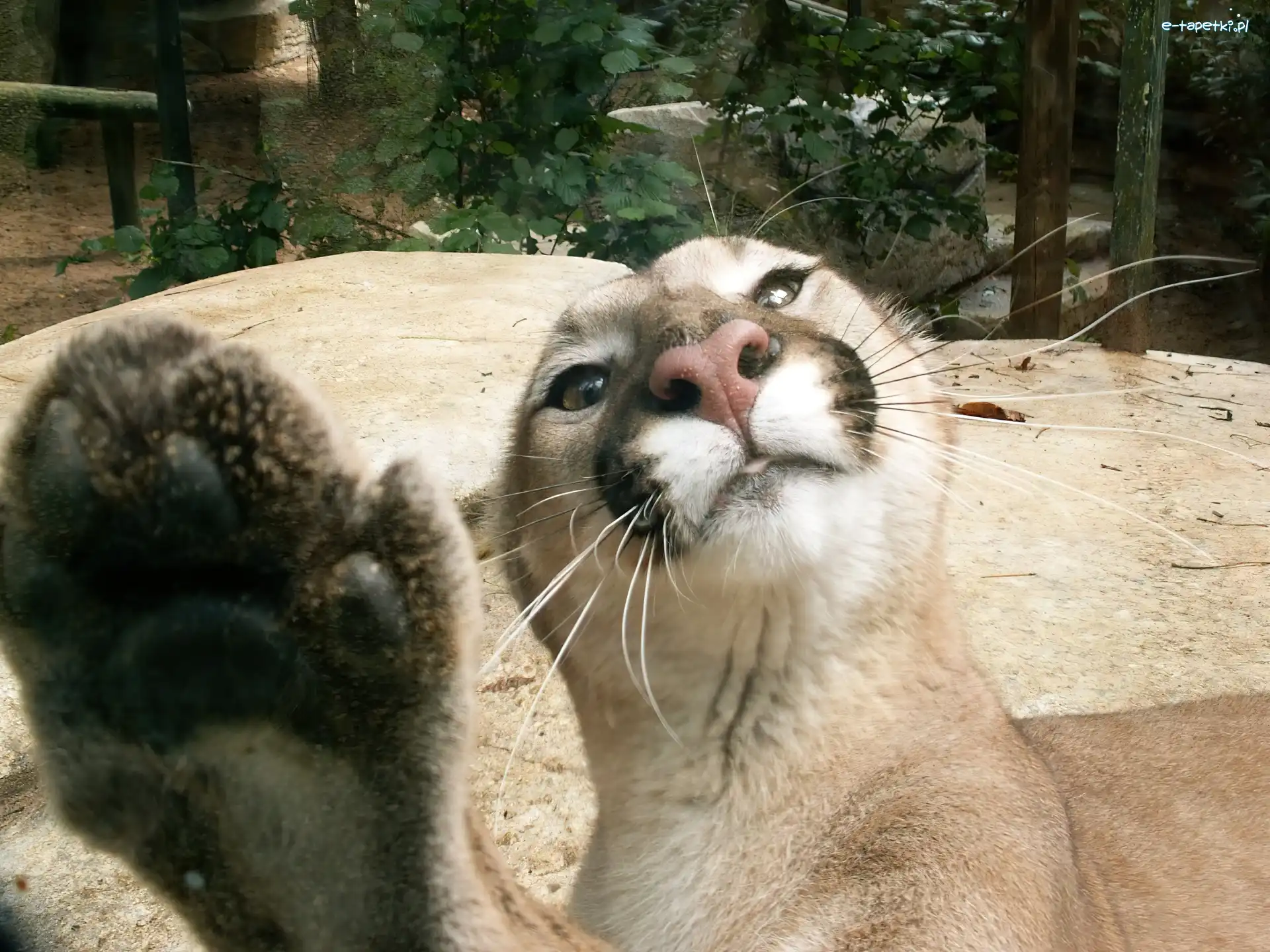Puma, Łapa