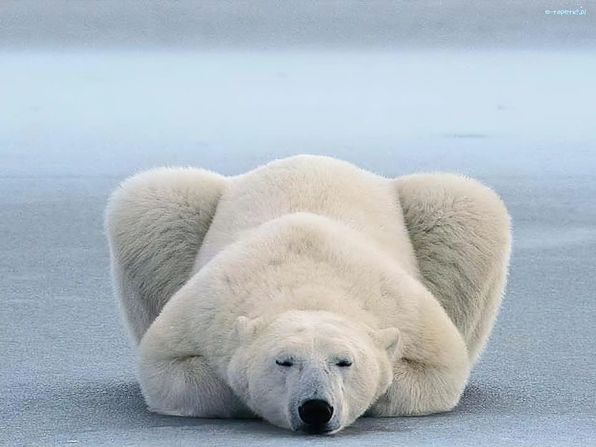 Polarny, Niedźwiedź