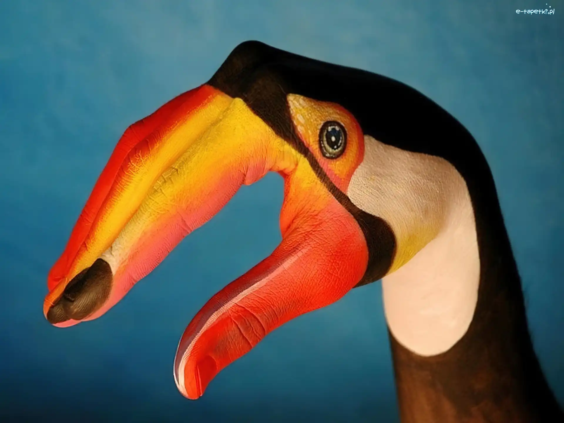 Tukan, Ptak, Bodypaint