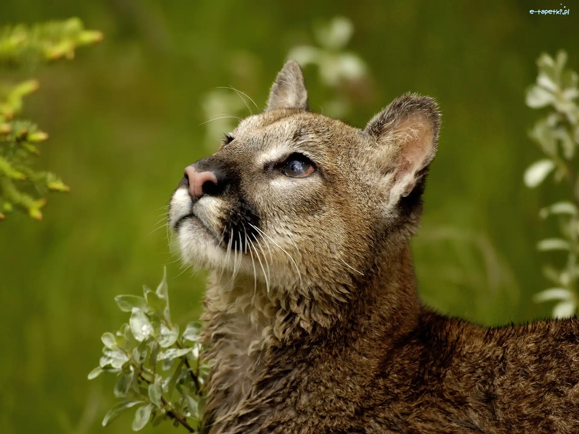 Sierść, Puma