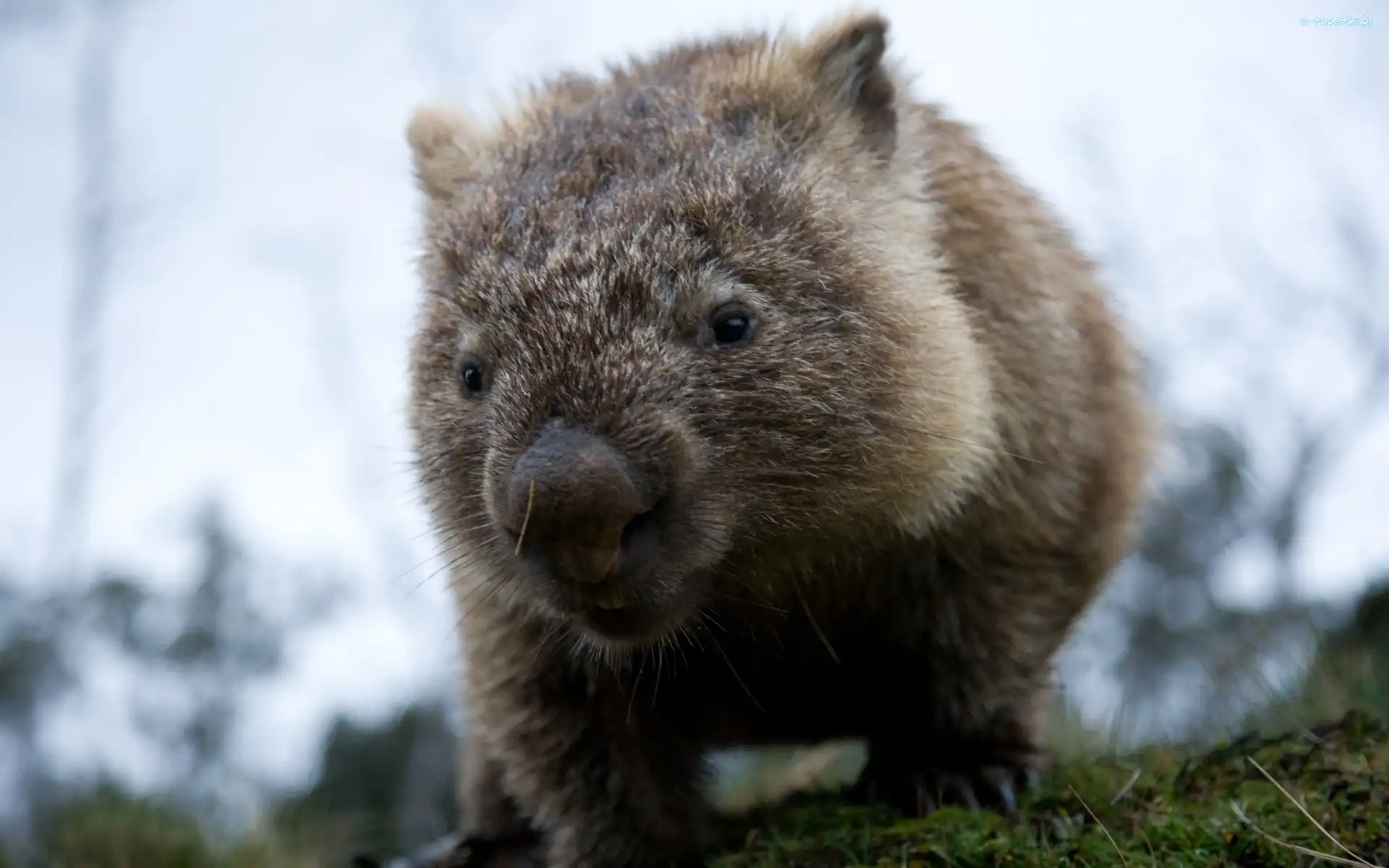 Wombat, Mały
