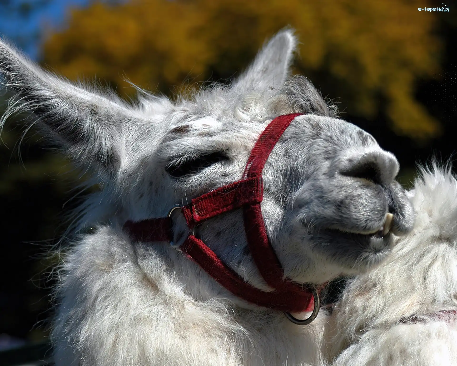 Lama, Biała